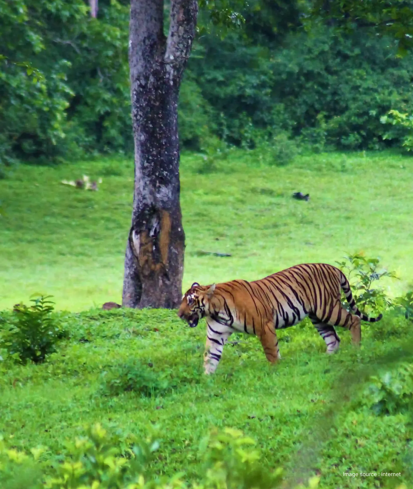 a royal bengal tiger walking past a tree in lush greenery