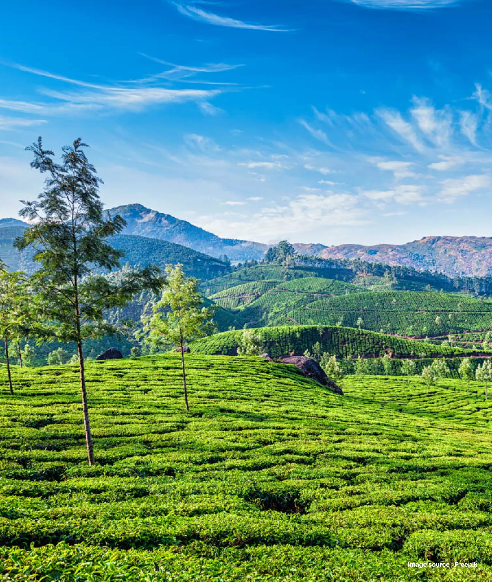 the expansive spice plantations of thekkady on rolling green hills and clear skies