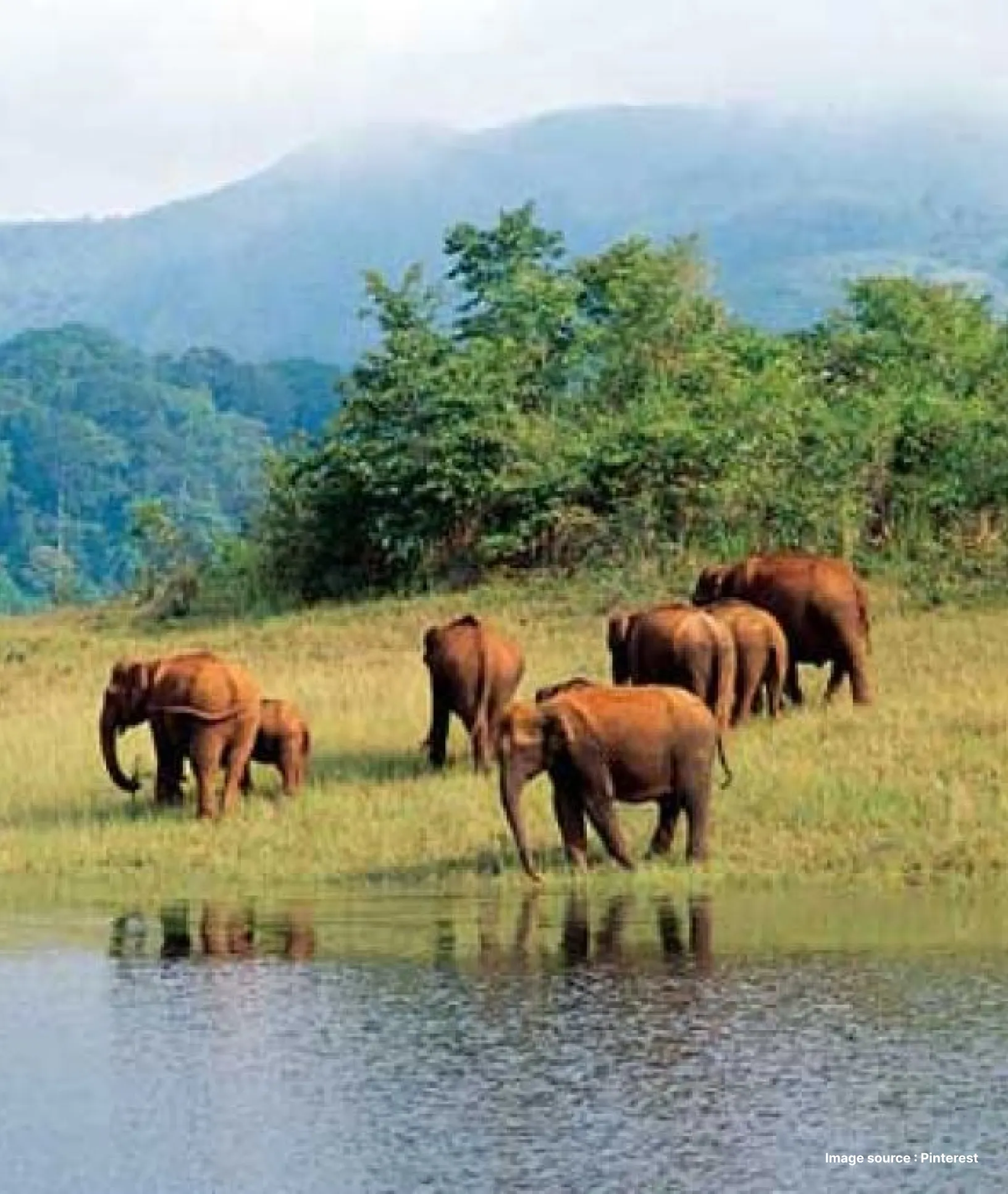 a group of elephants by the periyar lake on a sunny day with misty mountains at the back