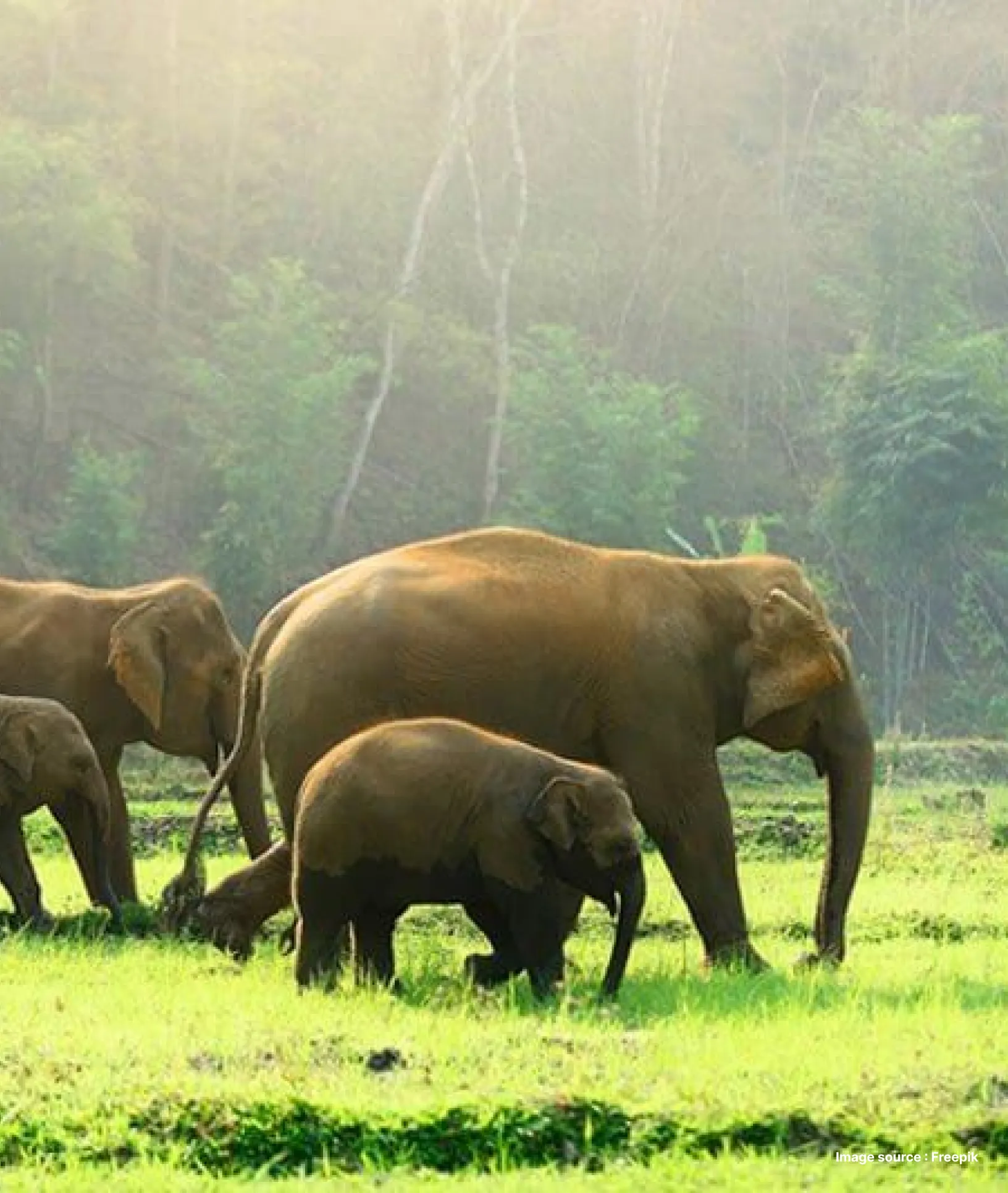 a group of little elephants roaming the lush green landscape of the periyar tiger reserve