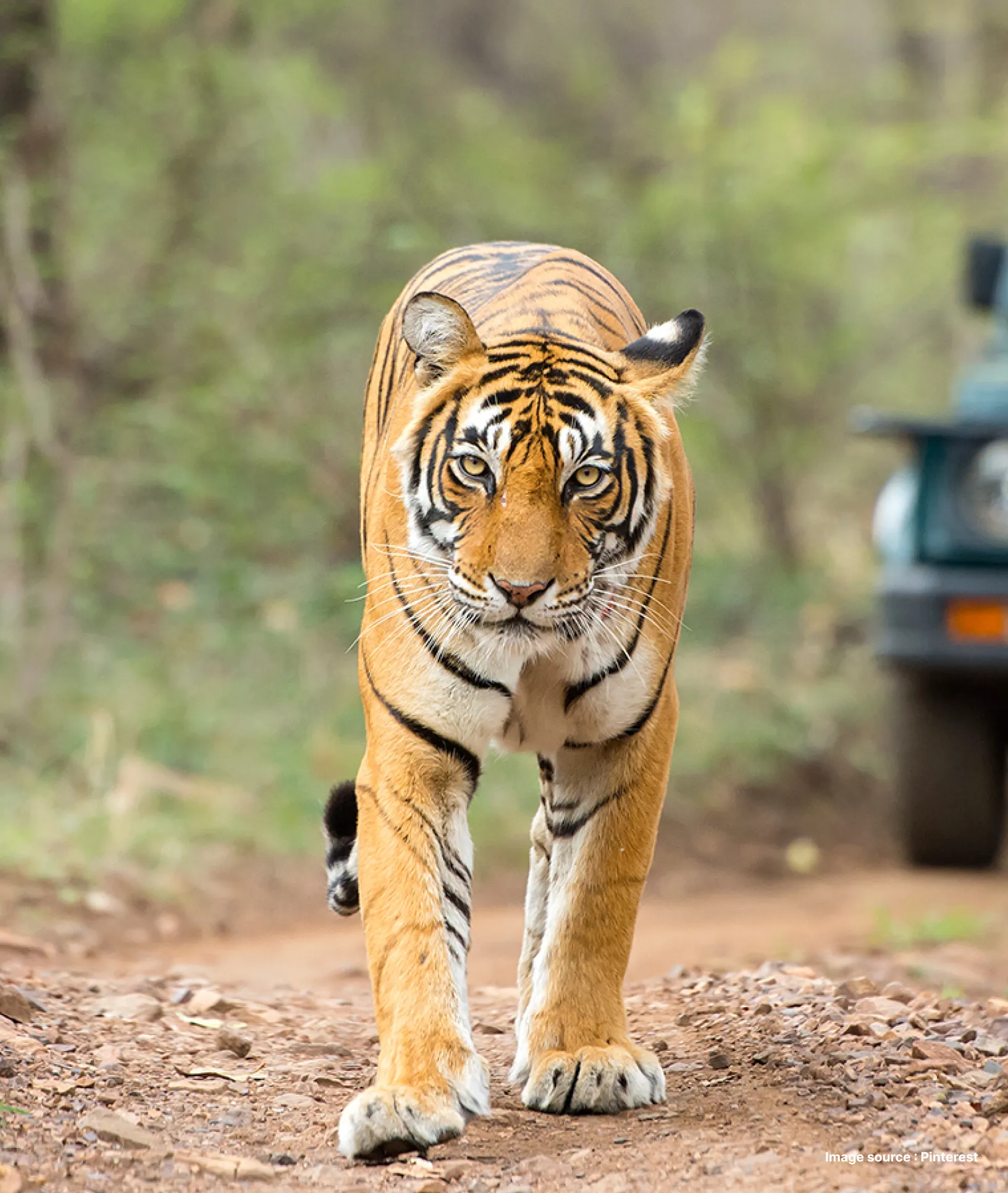 A tiger roaming around the safari path