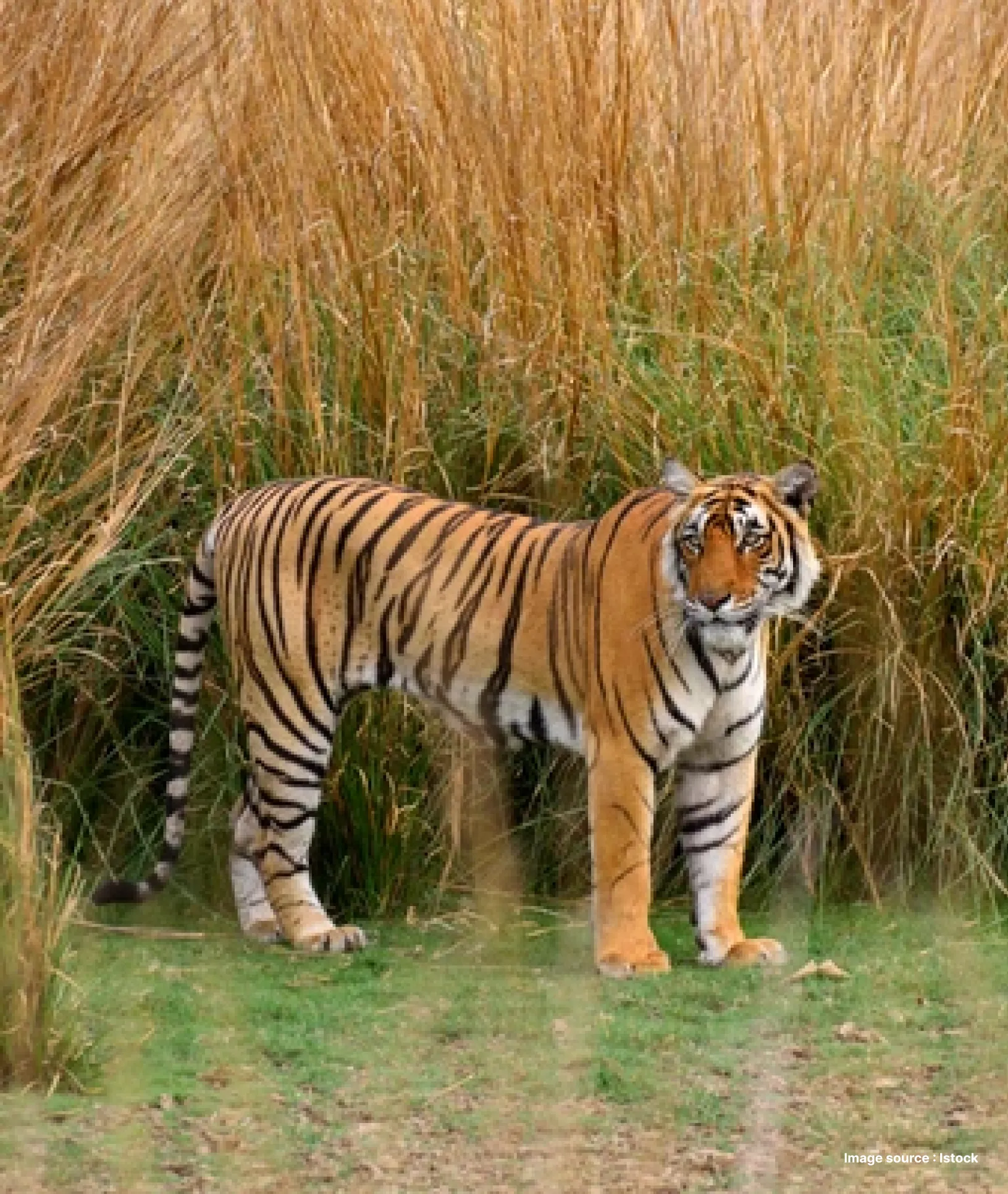 An Indian tiger standing still and looking around