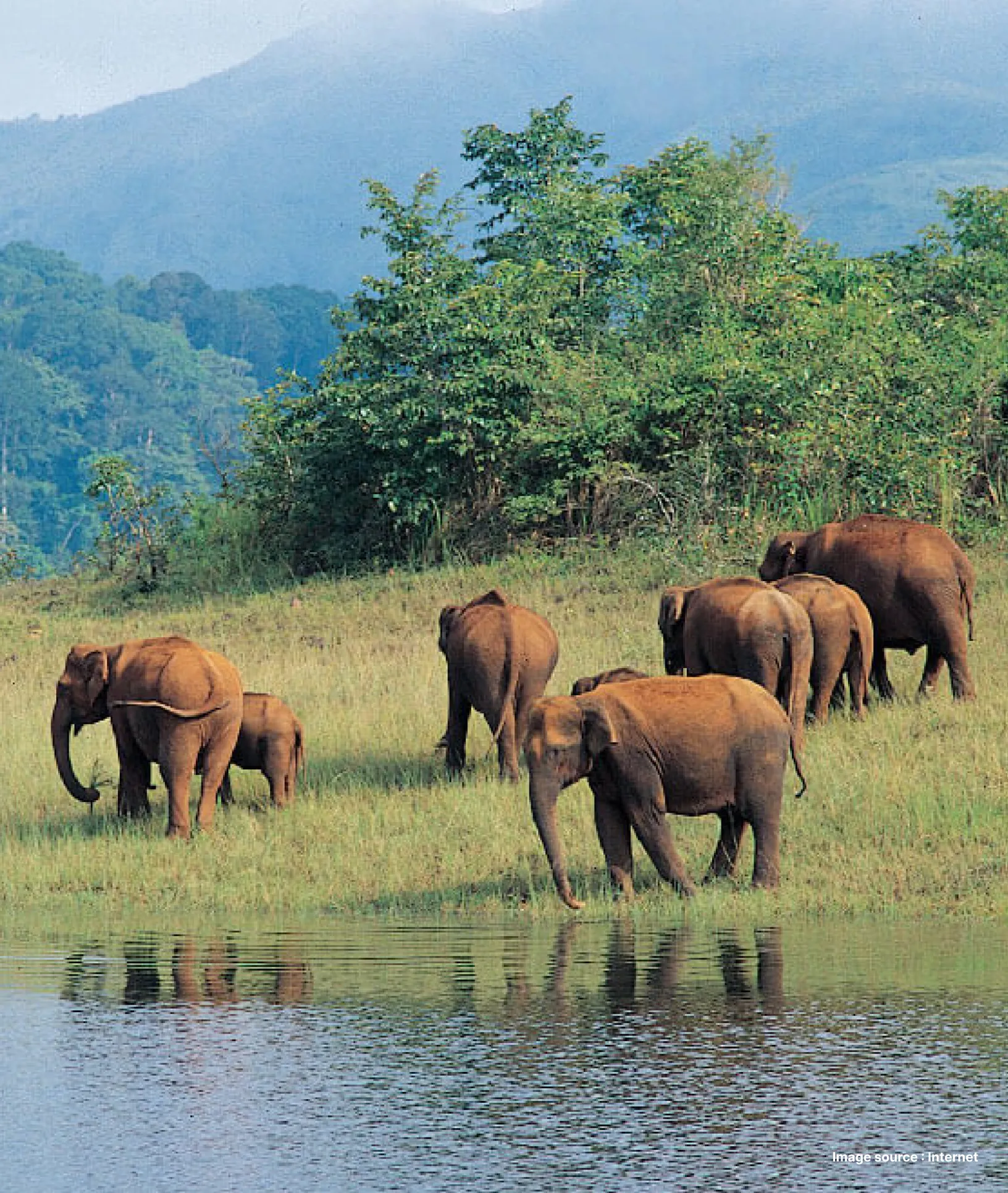 A herd of elephants by the riverside in the Periyar National Park