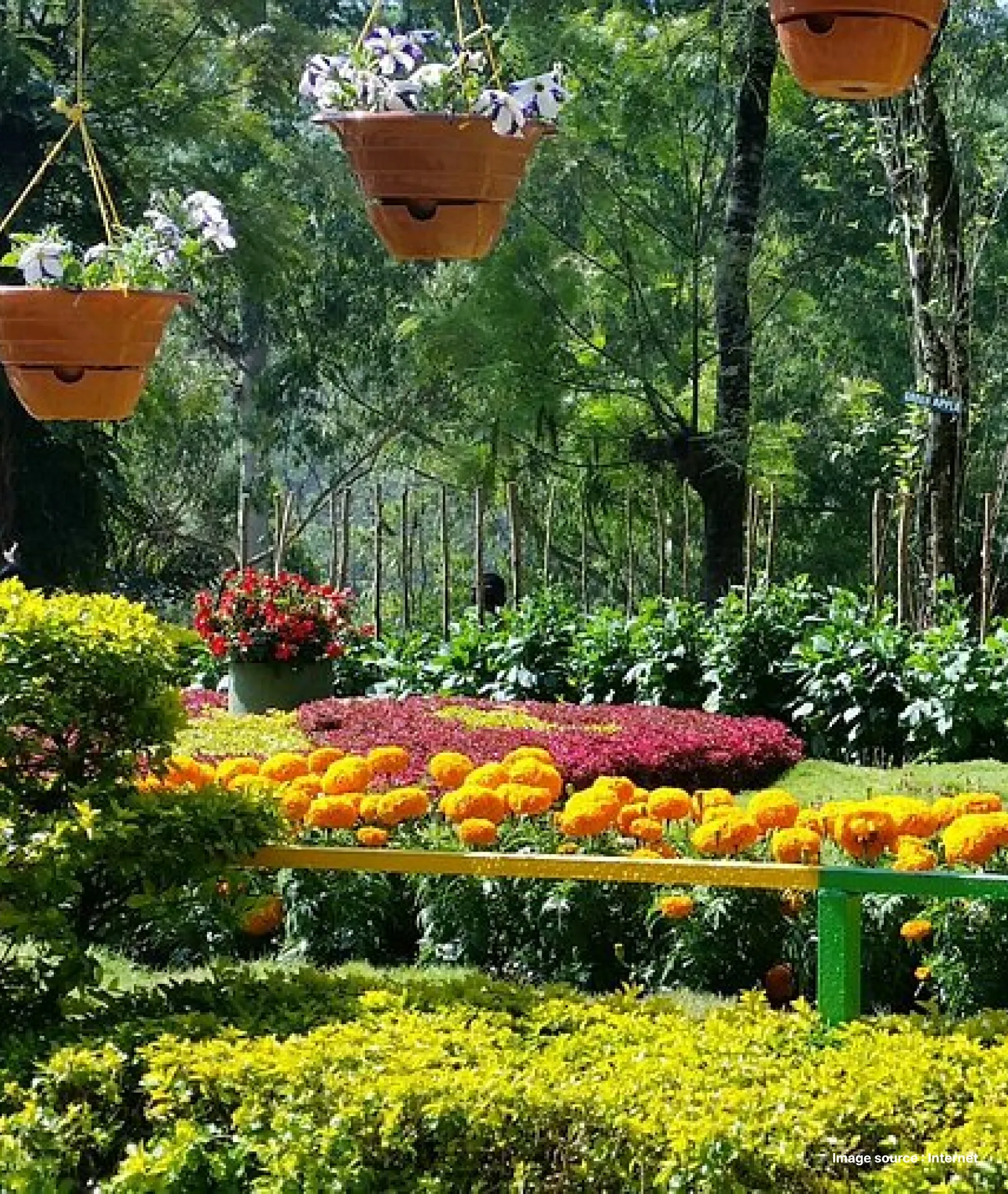 A serene view of the rose garden in Munnar