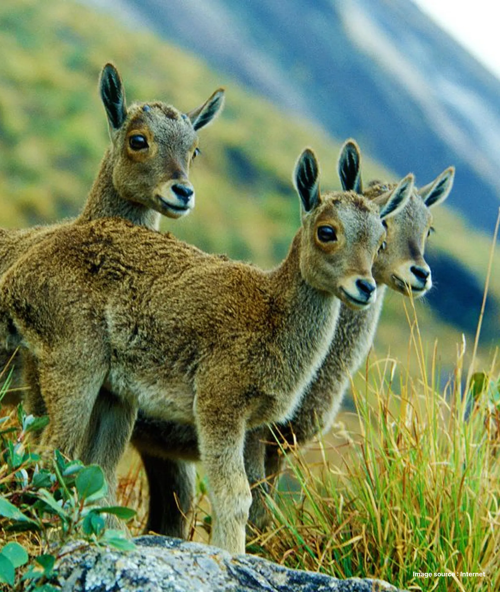 An image of the lively fauna in Eravikulam National Park in Kerala
