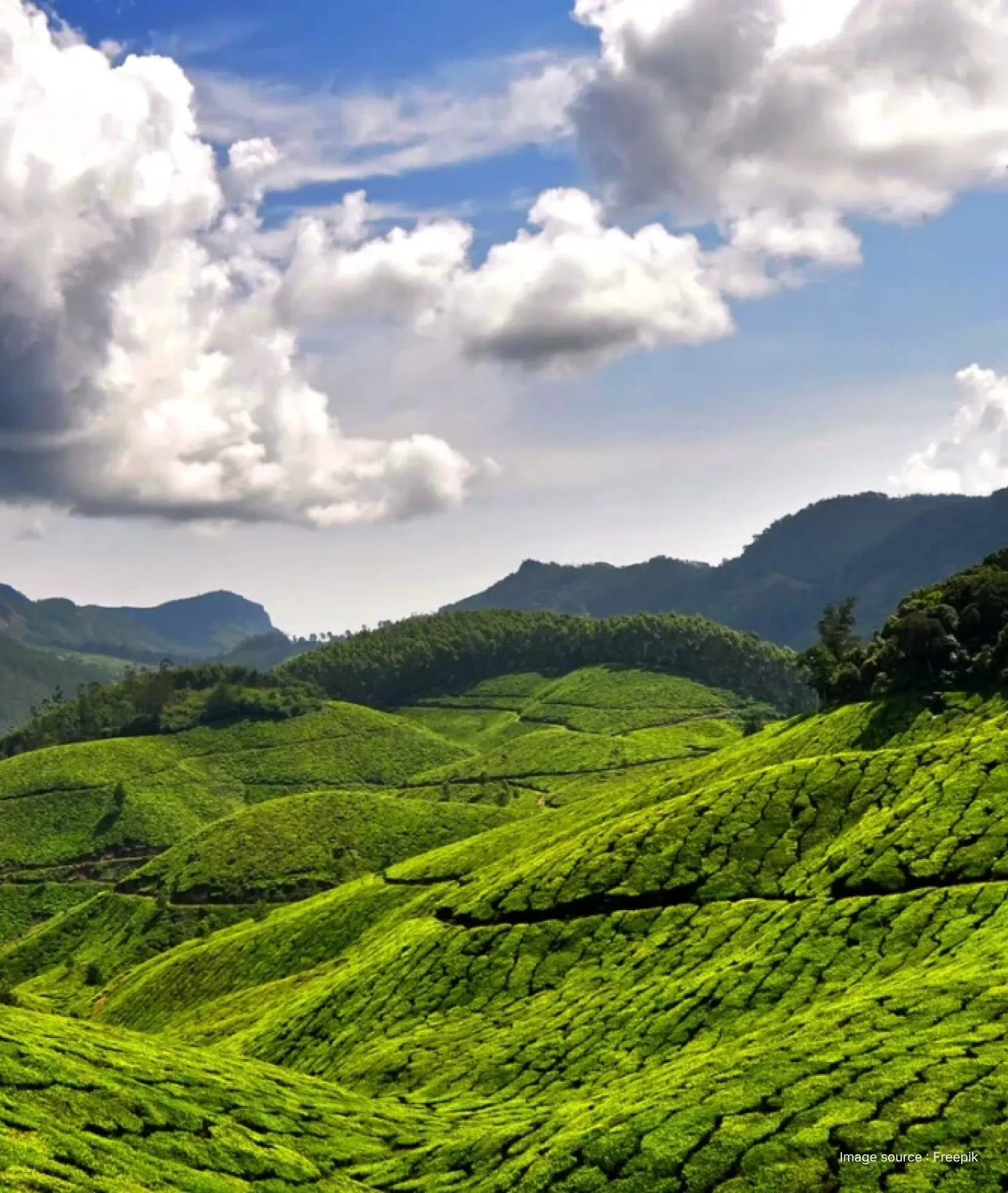 A panoramic view of the lush green tea plantations in Munnar