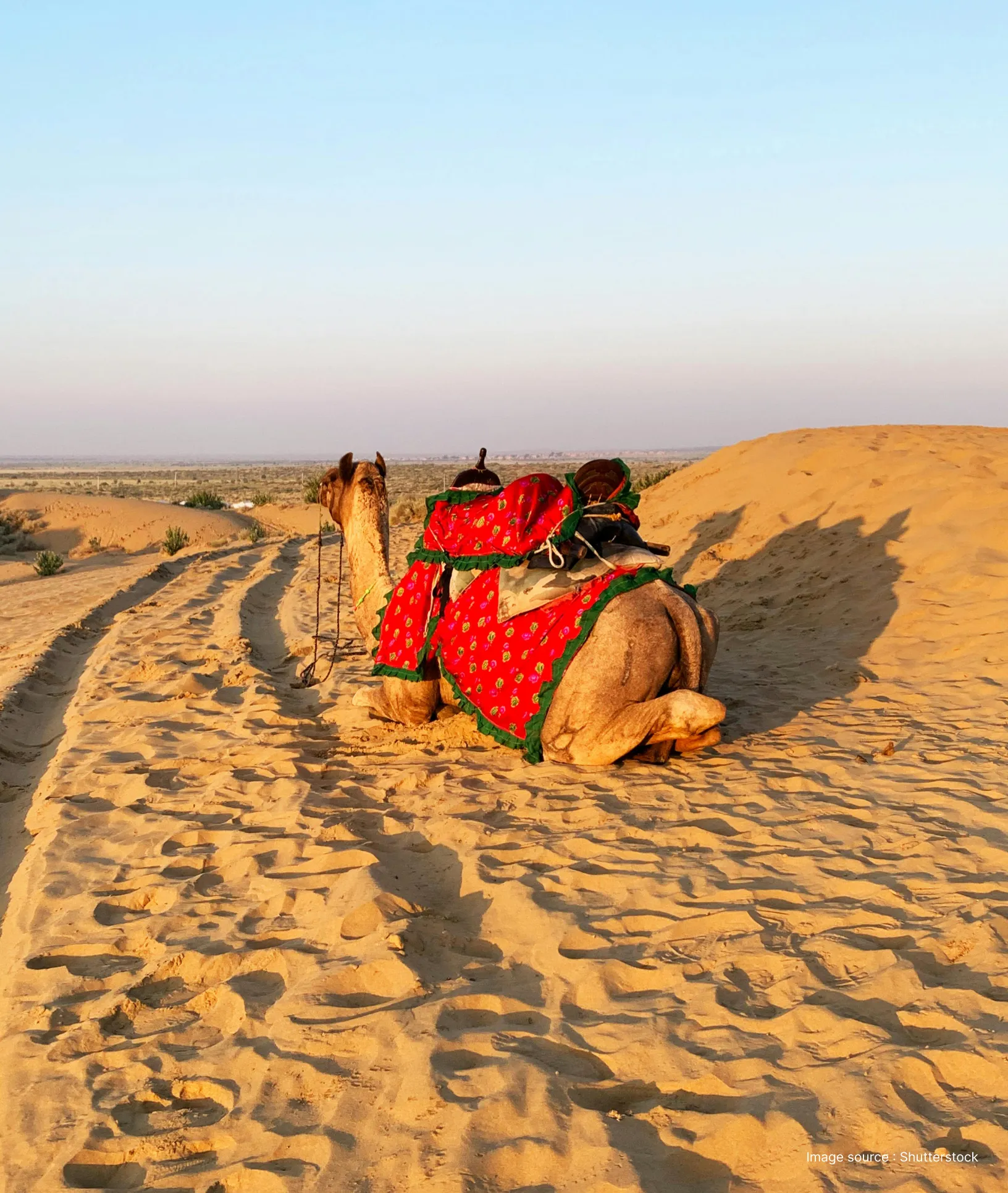 a sunny day in the golden dunes of the thar desert with a decorated camel resting in the dunes