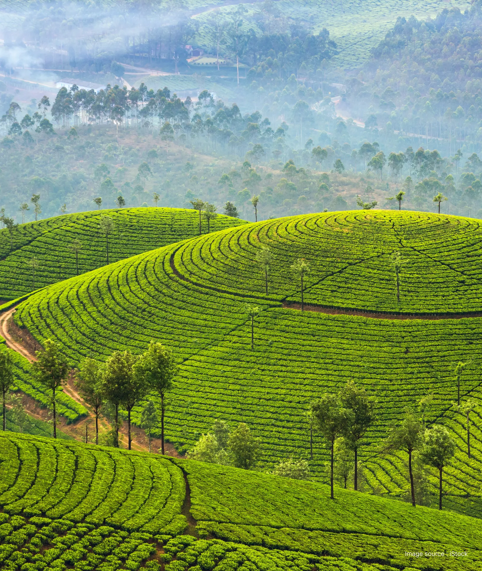 green terraced hills of munnar with tea plantations and distant hill views