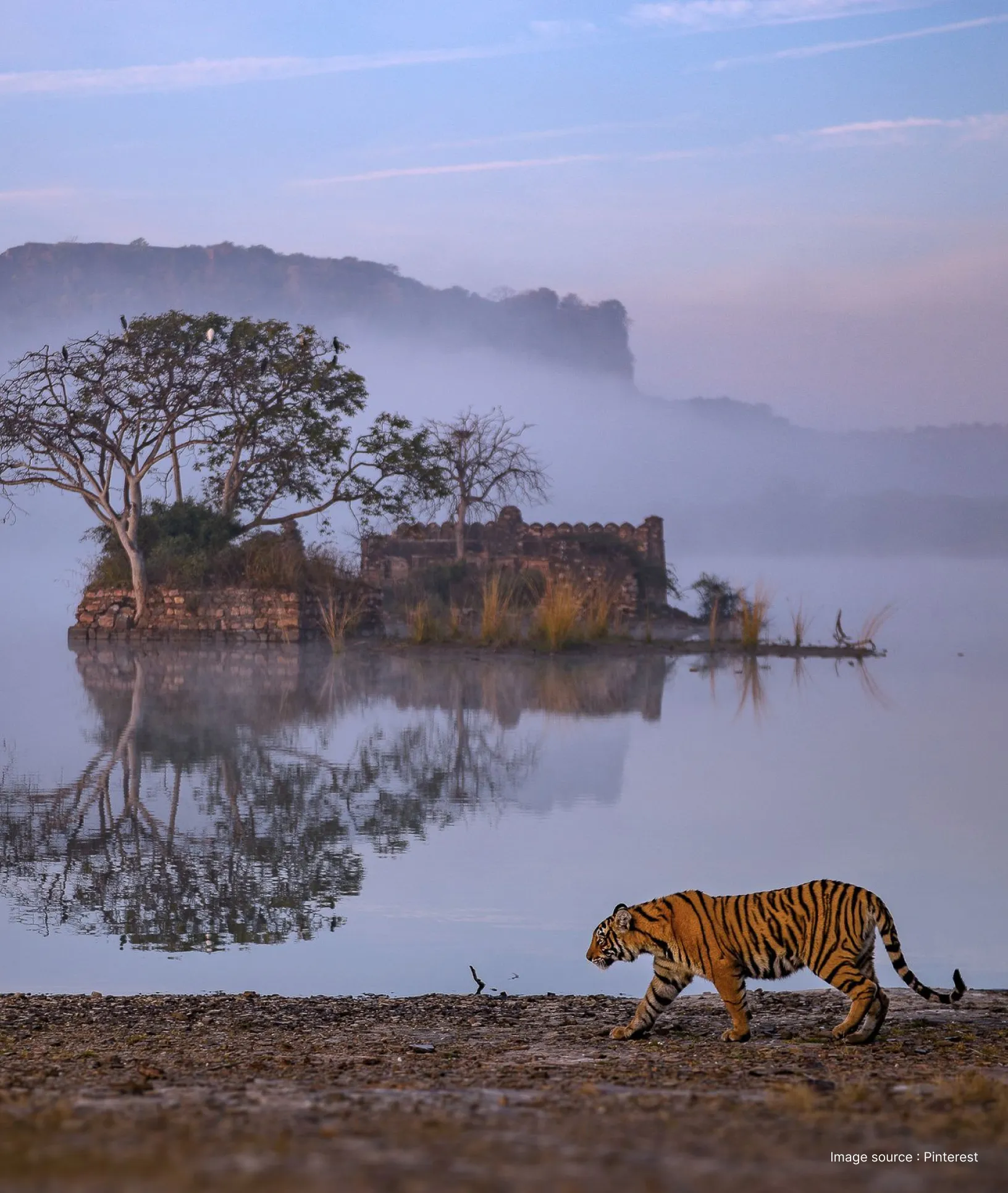 a serene view of the padma talao, a pond with trees and distant viewof the ranthambore fort as a royal bengal tiger walks by