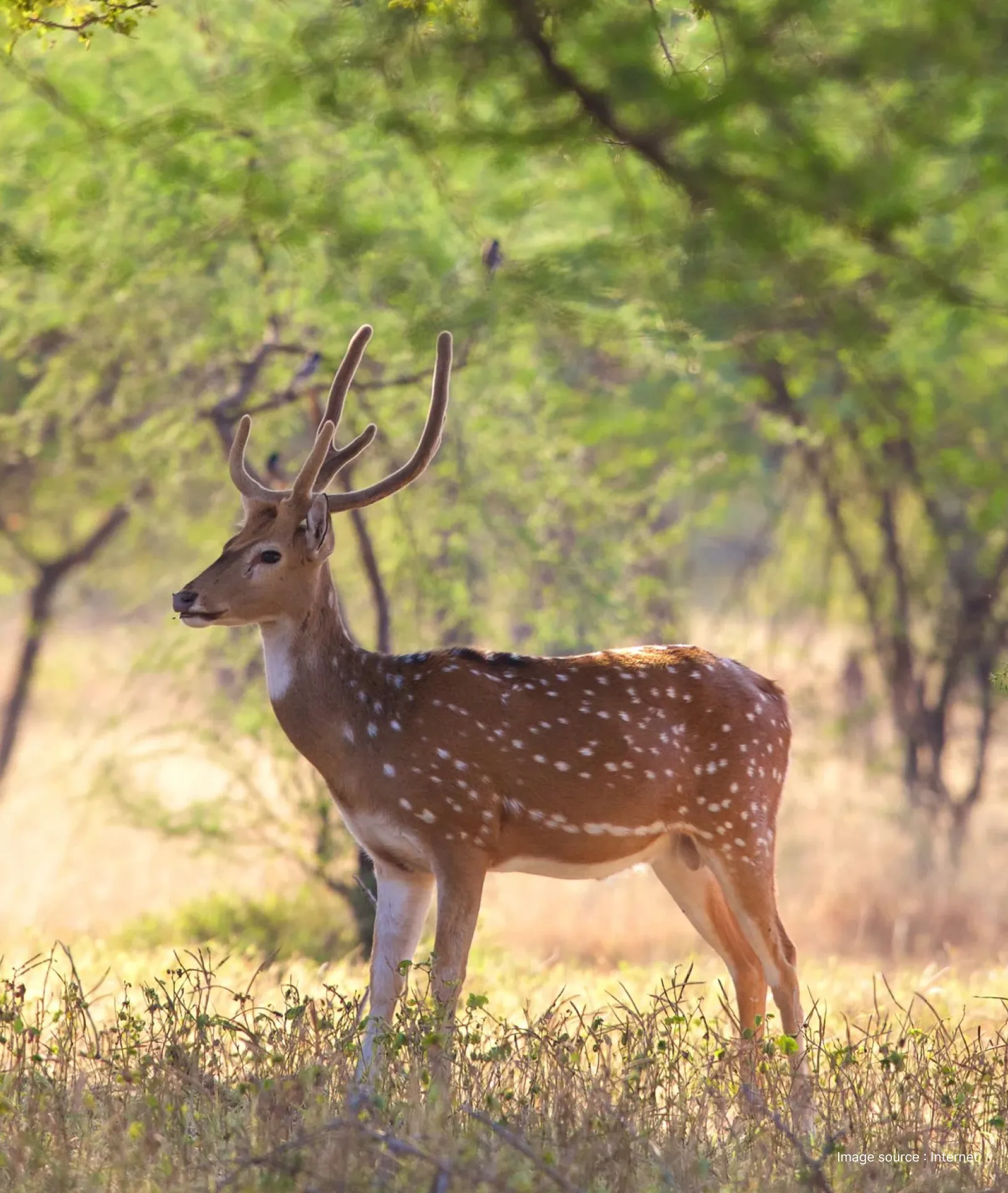 a beautiful chital, spotted deer, standing in middle of a dry forest in sunlight