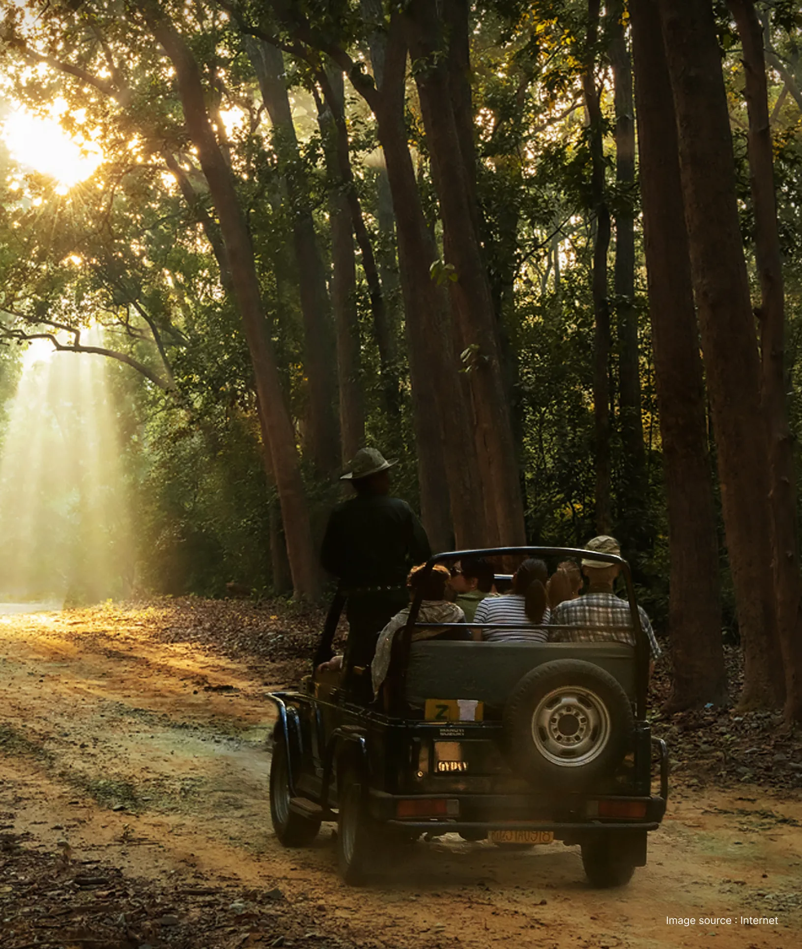 a jeep with safari tourists and guide moves through dense forest with tall trees as sunlight shines through