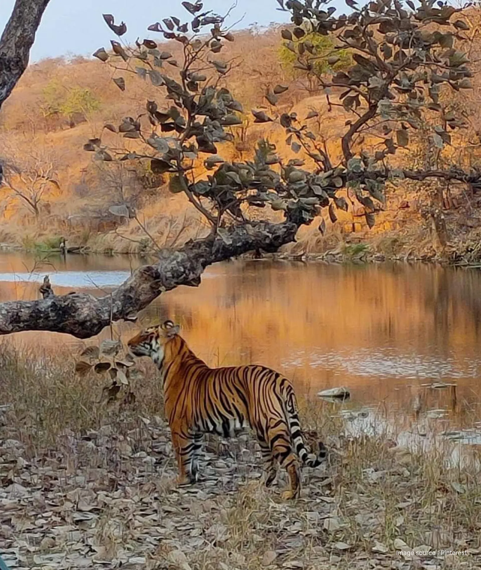 a royal bengal tiger looks ahead standing near a pond and a tree with a small rugged hill