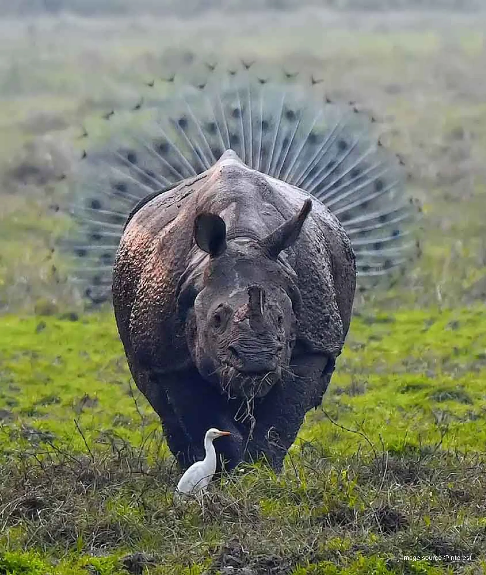 an indian one horned rhino walks by a white bird as a peacock showcases its beautiful feathers at the back