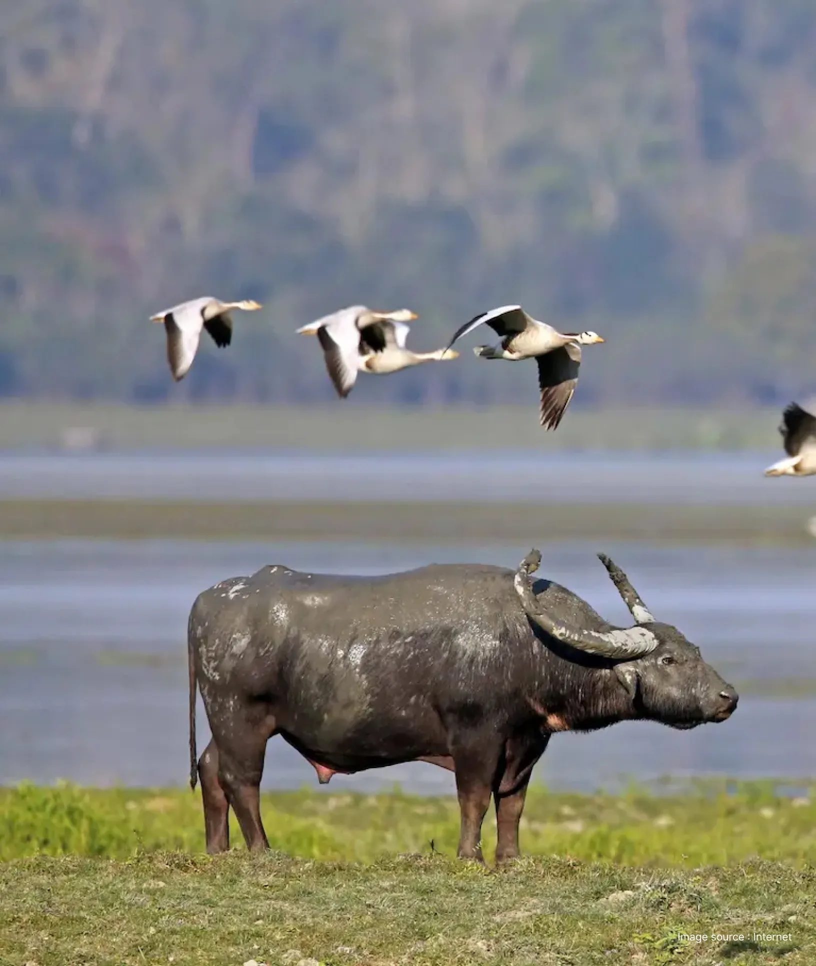 a wild water buffalo stands on grass close to a water body with a flock of white birds flying above it