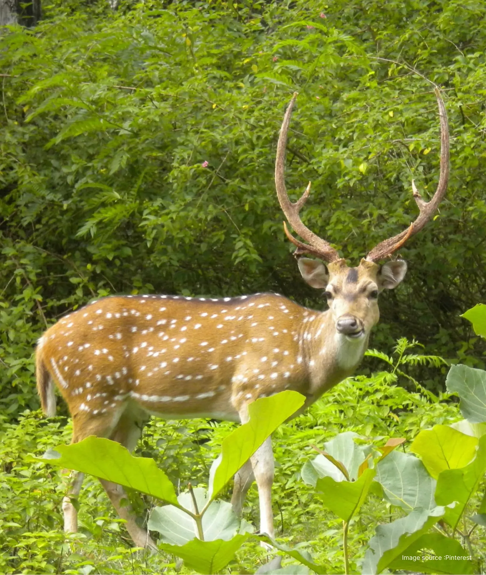 a spotted deer with long antlers turns to look at the camera through bright green bushes