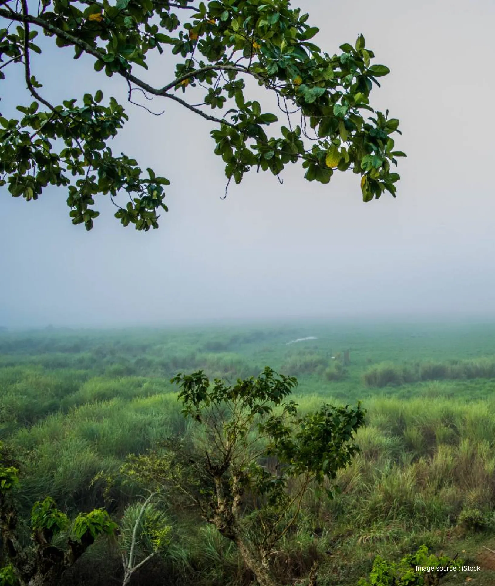 a serene view of the misty & lush green forests of the kaziranga national park