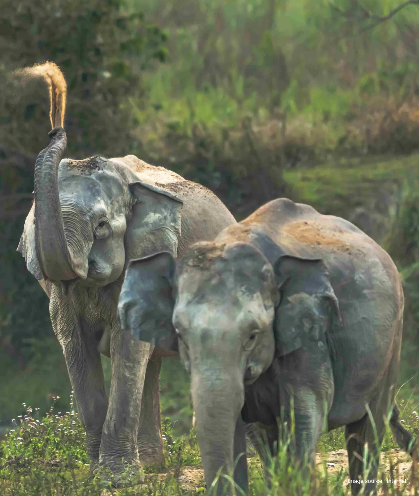 two asian elephants walking through a green forest