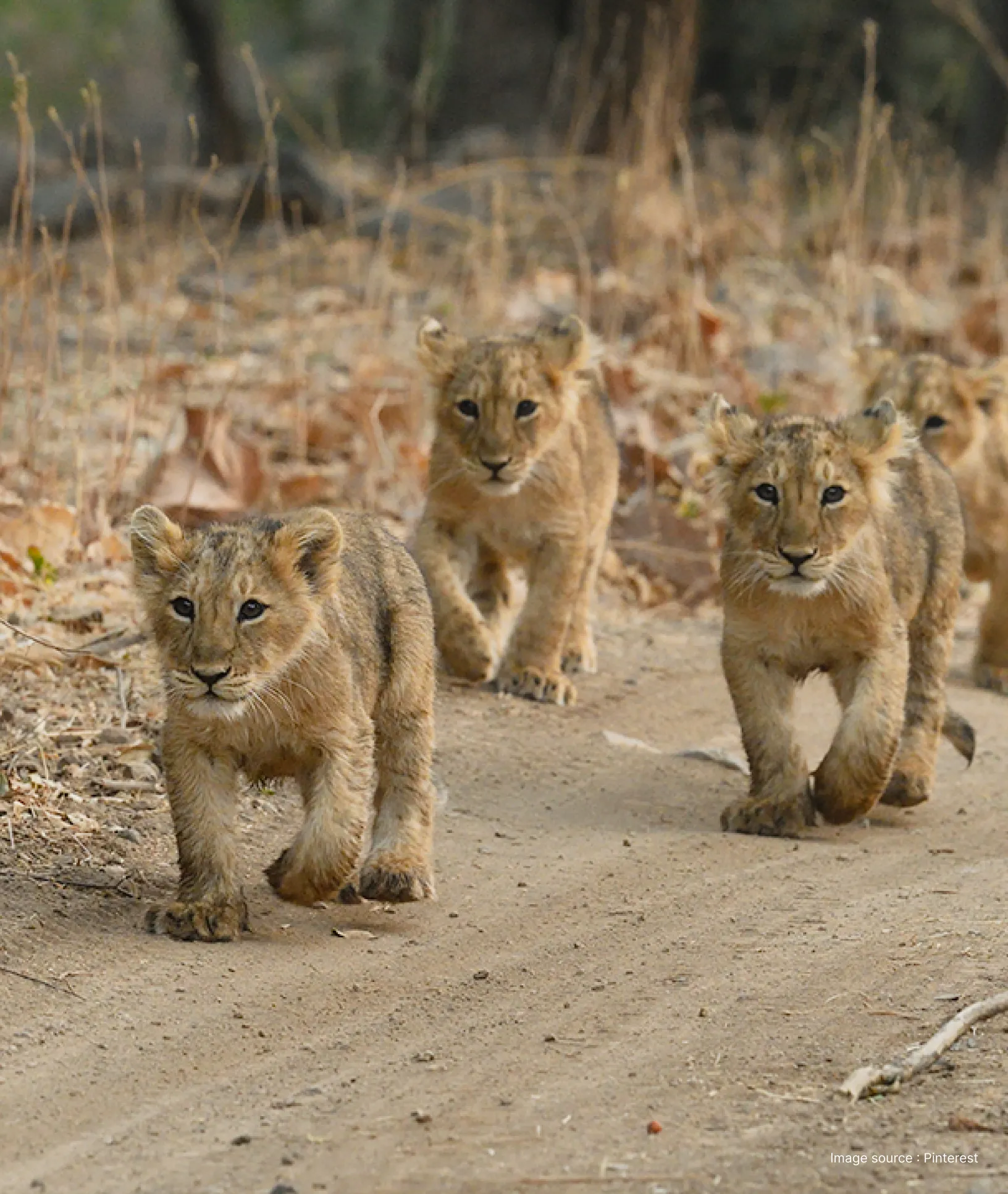 three lion cubs march through a walkway in gir national park