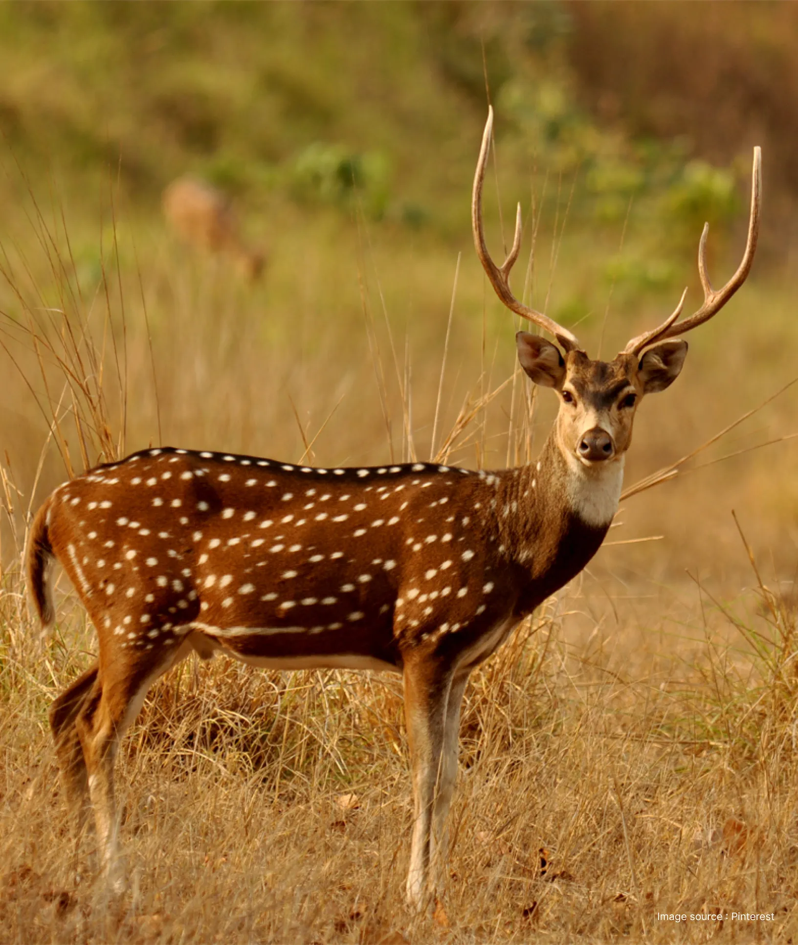 a spotted deer - chital, turns around its head to look at the camera in a rugged dry forest