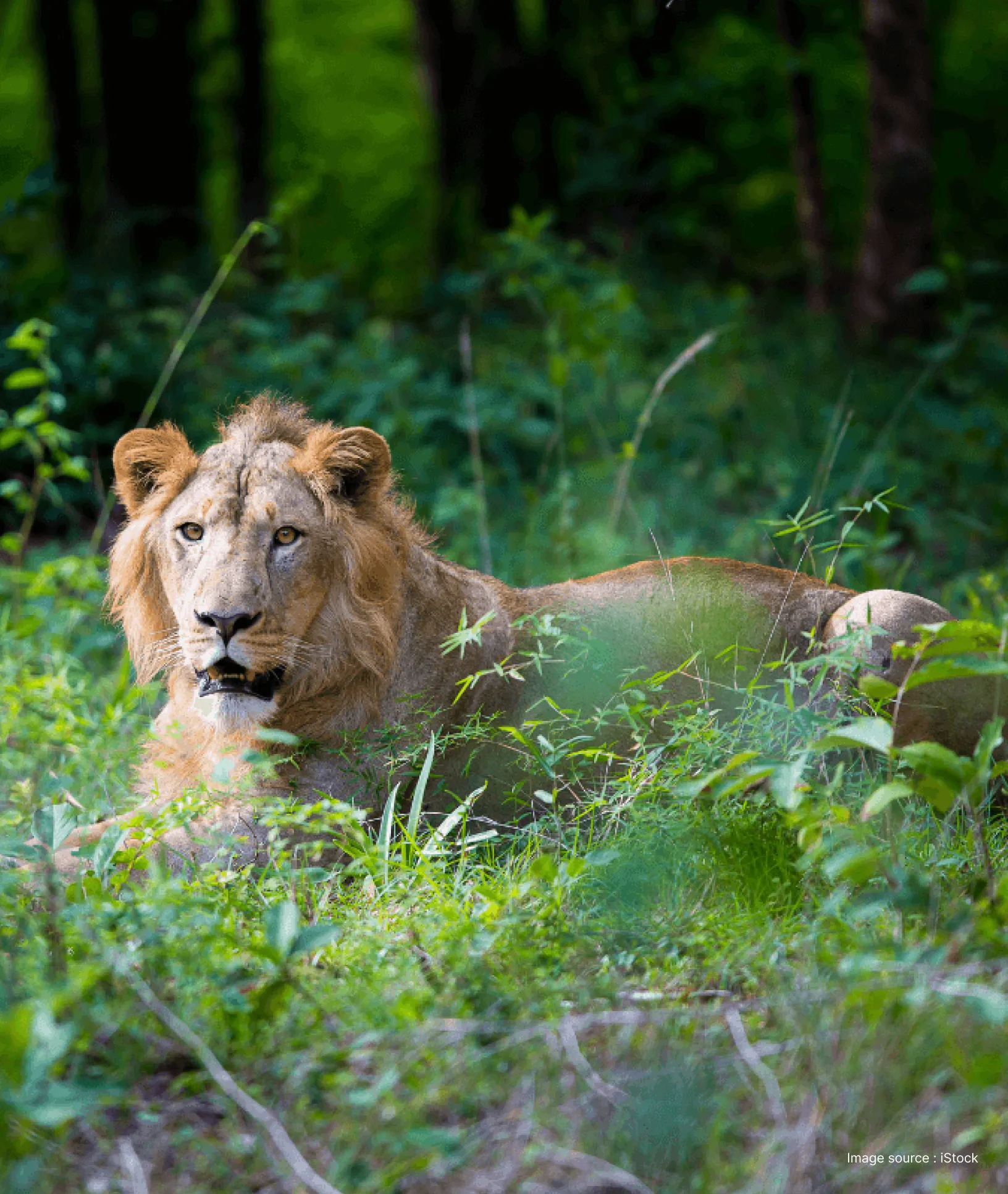 close up of an asiatic lion sitting in midst of lush green shrubs