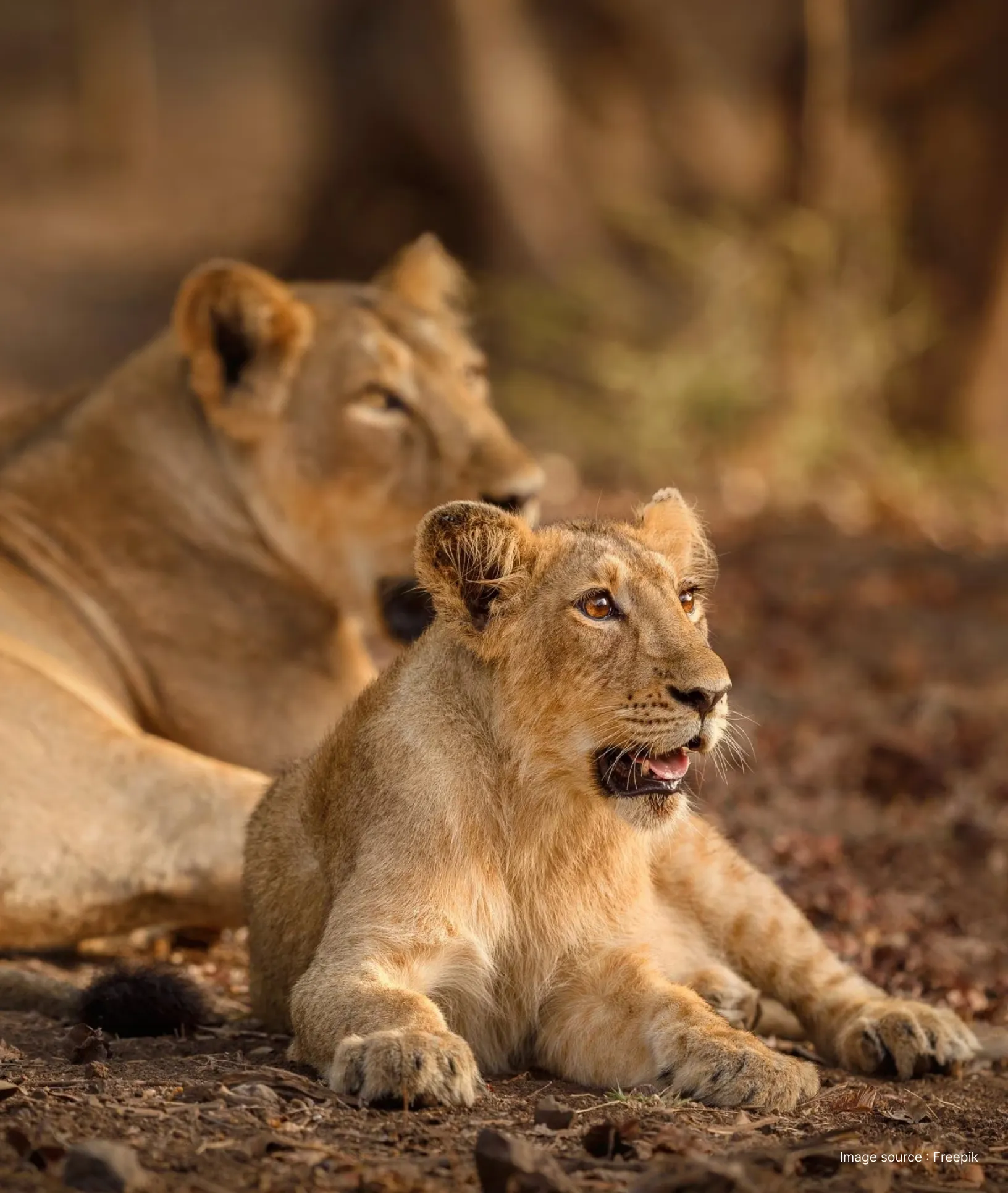 a lioness lounges with its cub on muddy grounds in gir