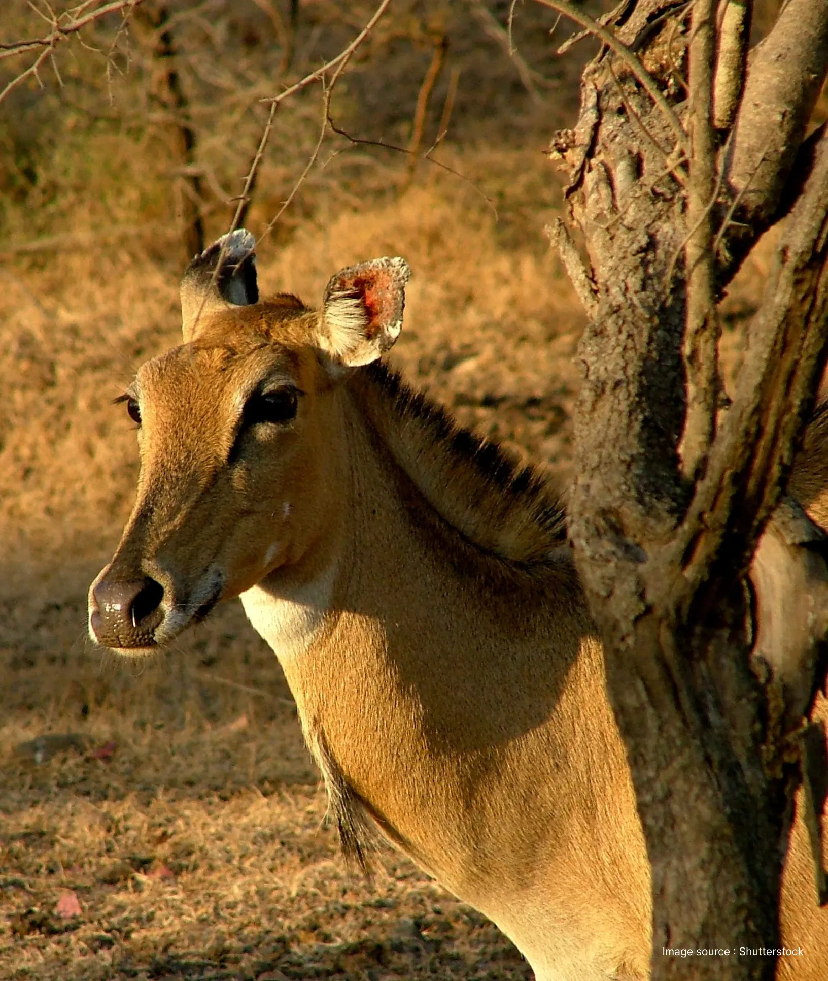 a tragocamelus in the gir national park grounds in rugged forest