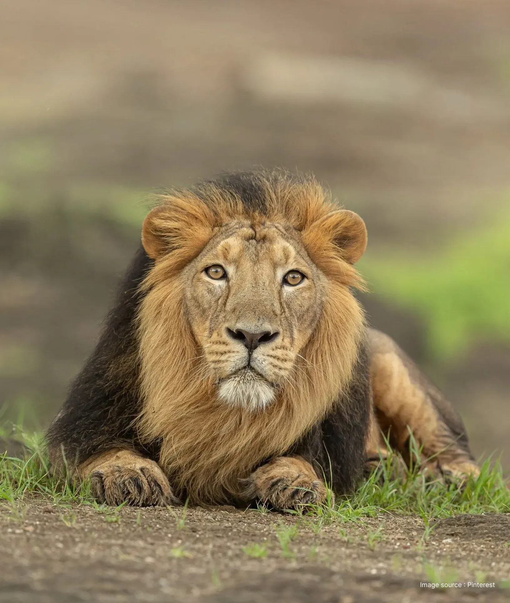 close up of an asiatic lion with lush mane looks ahead