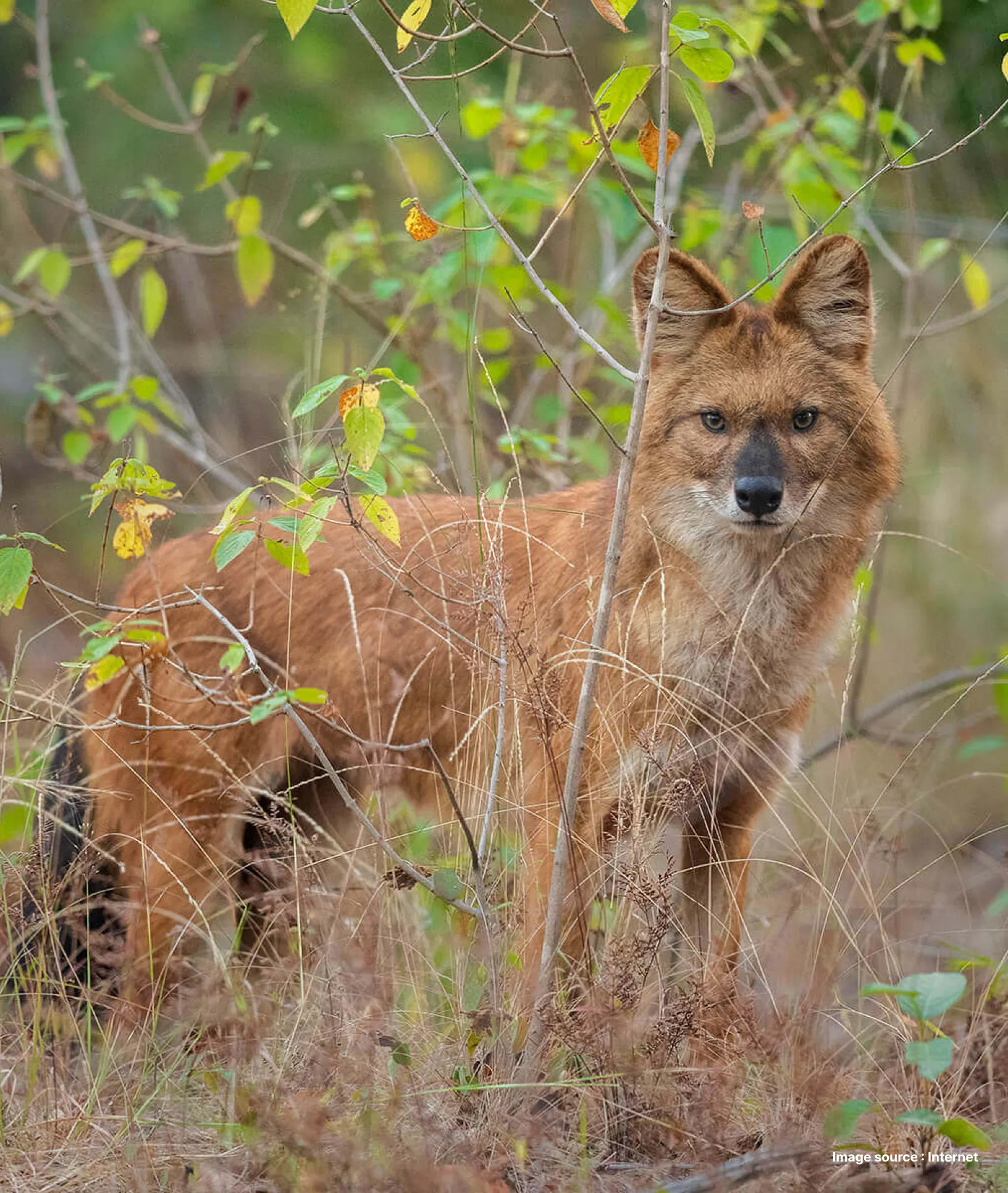 an indian wild fox turns to its side through dry grass