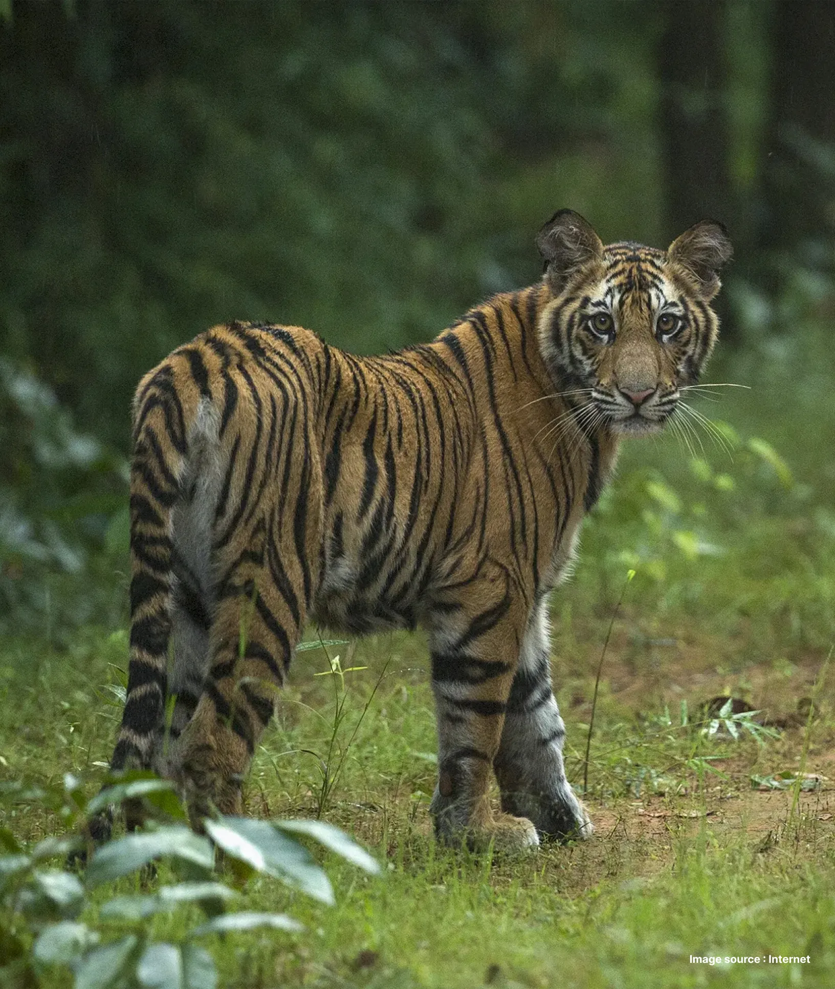 a royal bengal tiger turns to look back as he walks through a green landscape