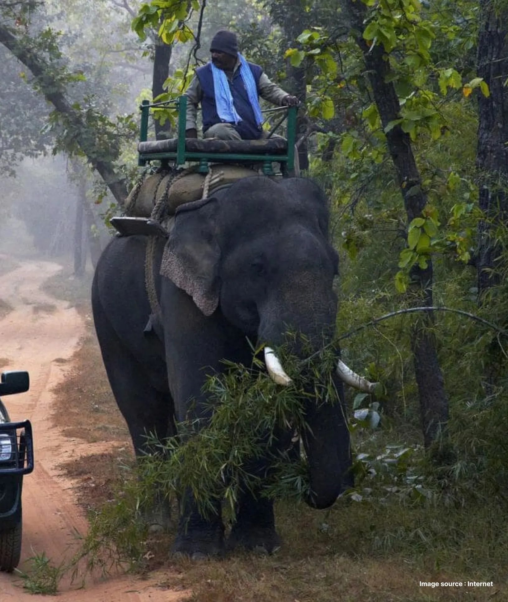a man guides an elephant ahead on a walkway through a jungle