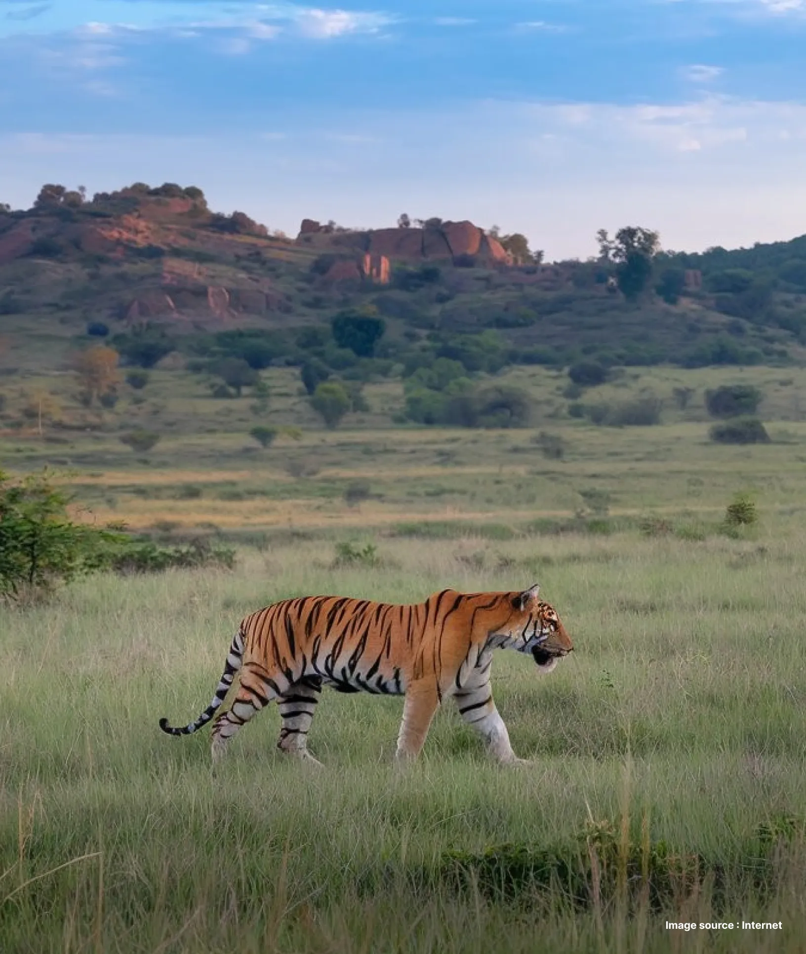 a royal bengal tiger walks ahead past the backdrop of bandhavgarh fort ruins