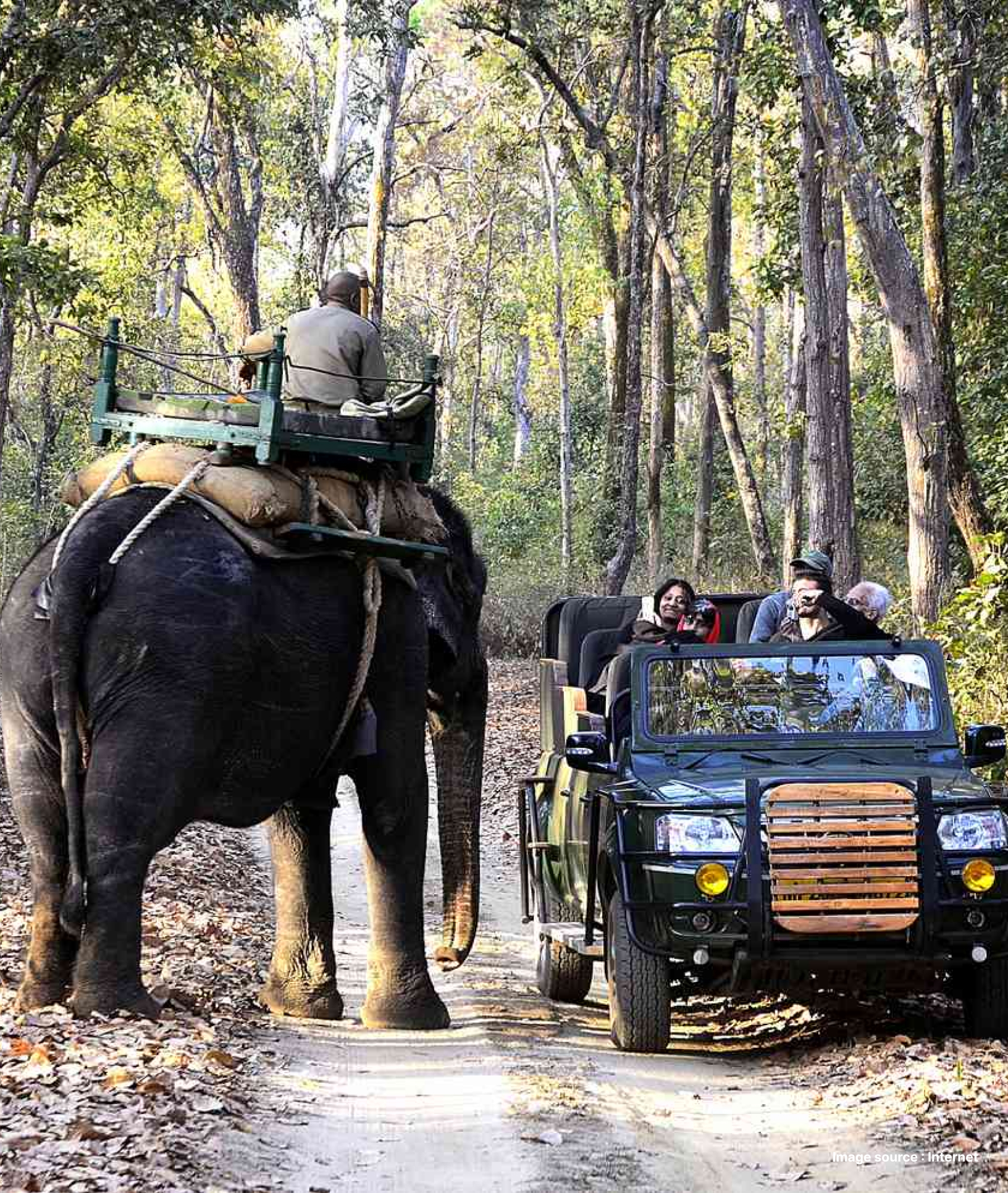 a man guides an elephant as a tourist safari jeep passes by