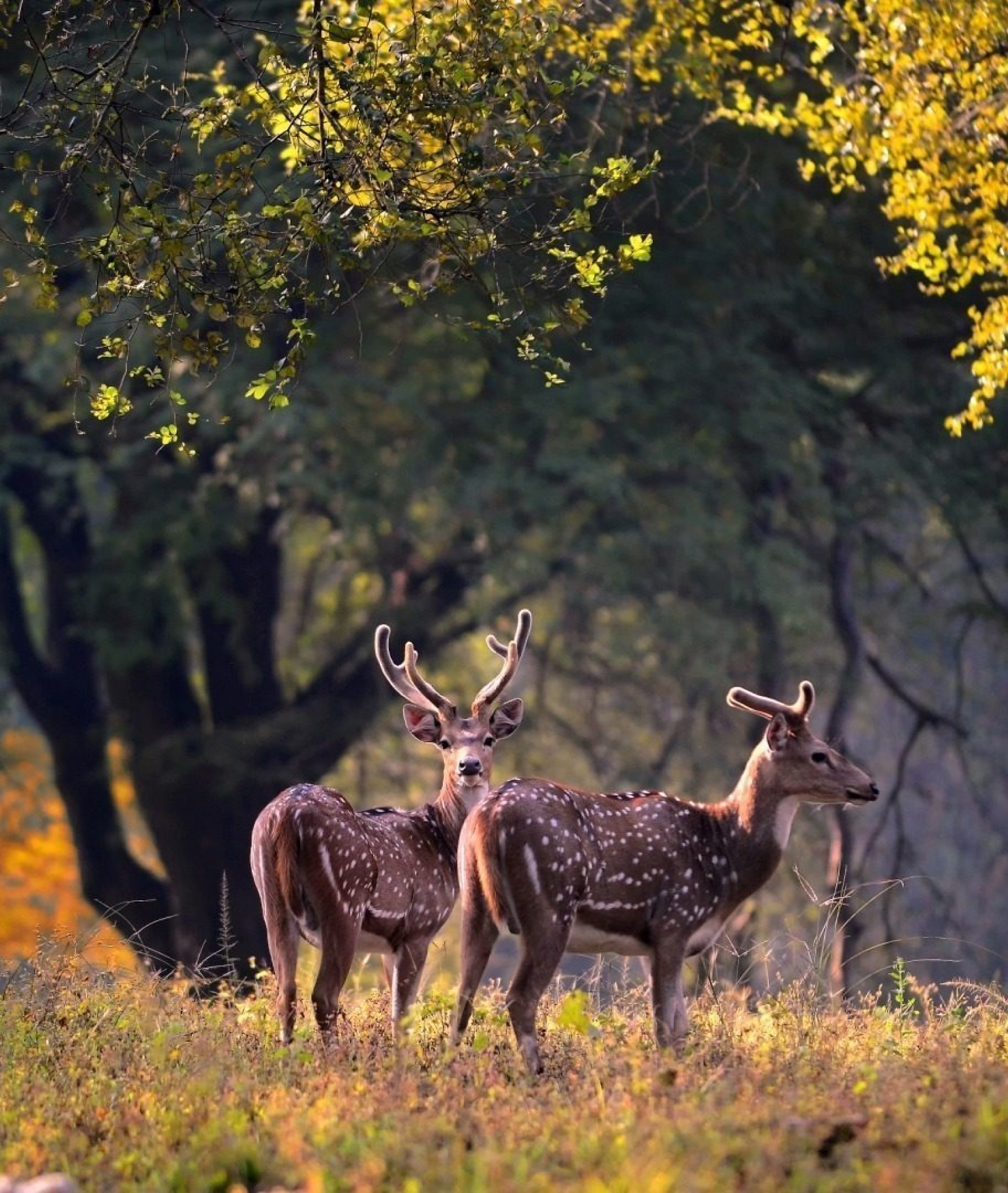 two sambar deer in a jungle on a sunny day