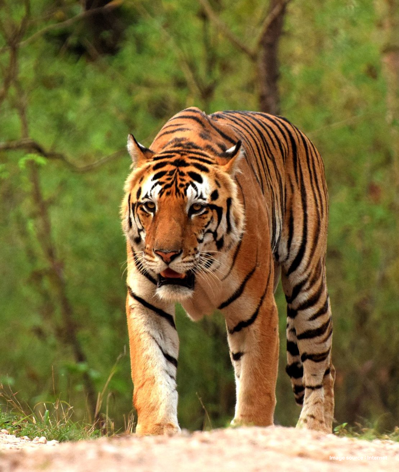a royal bengal tiger walks ahead in a jungle
