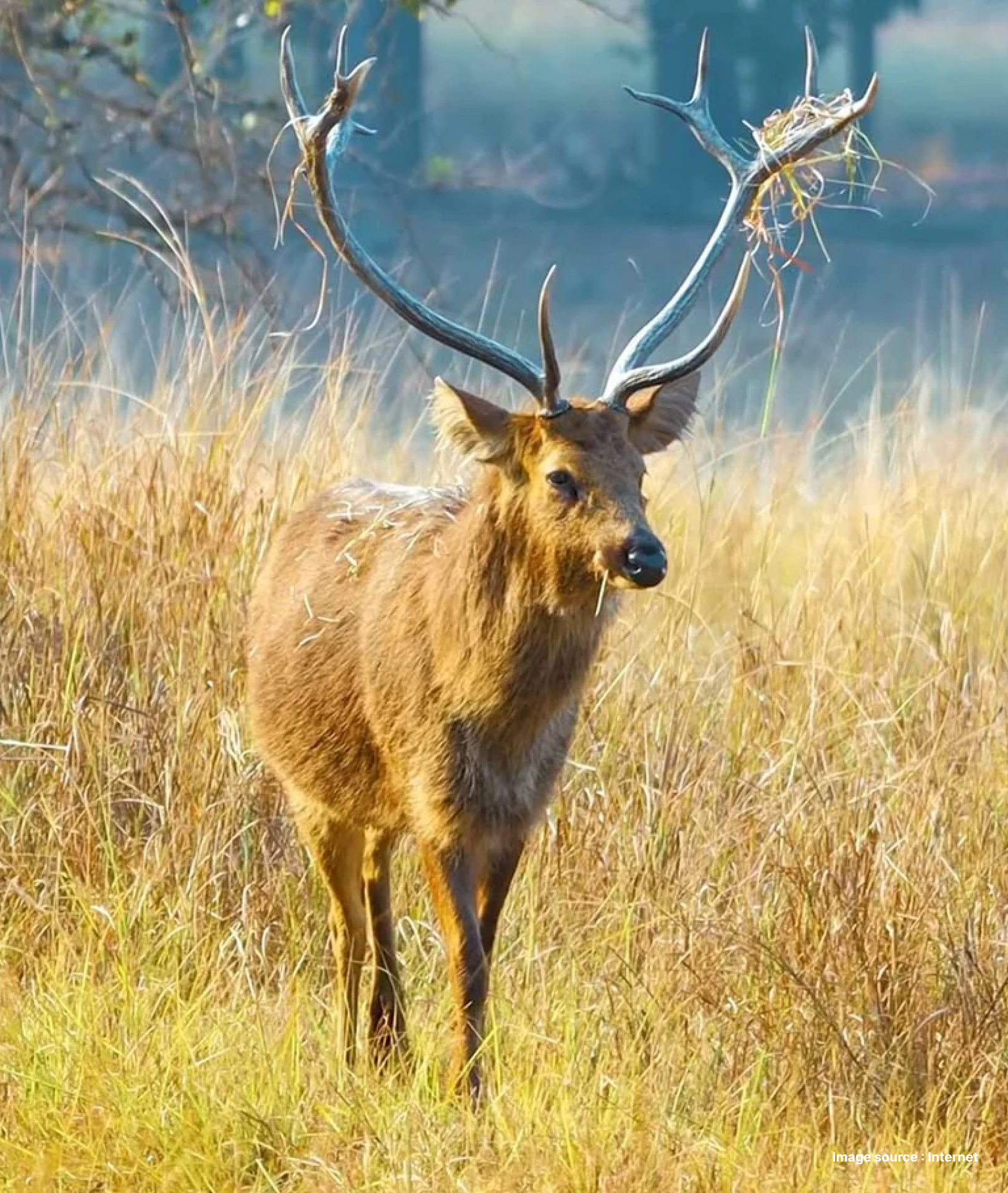 a deer walks by in a dry grassland area of the kanha reserve