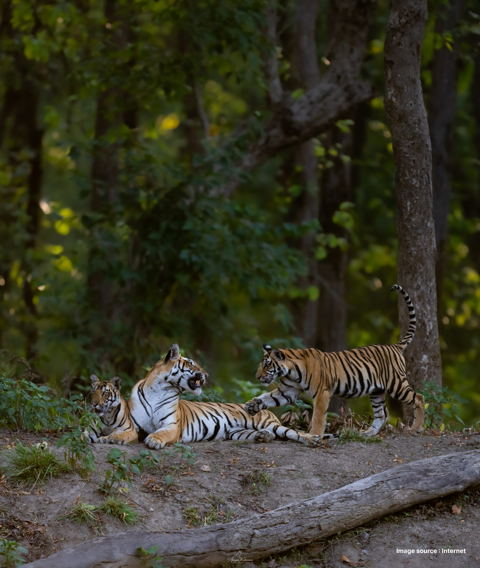 two tigers, one lounging on the ground and another walking by in a jungle