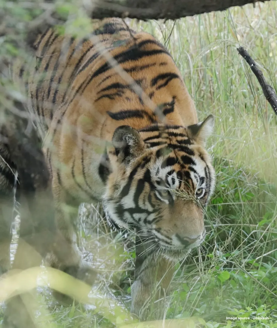 a tiger bends down as it walks through green grass