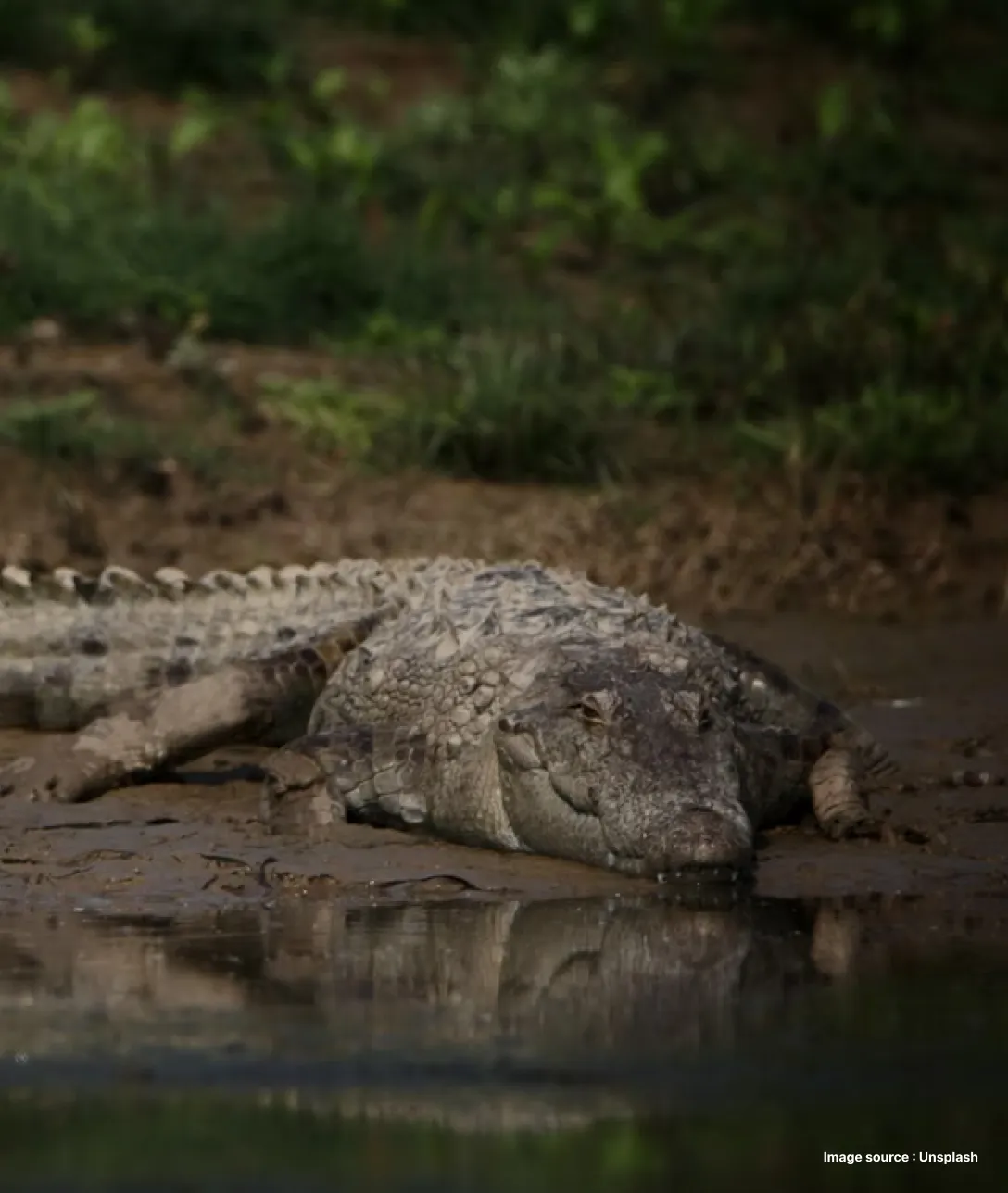 a crocodile crawls besides a river on ground