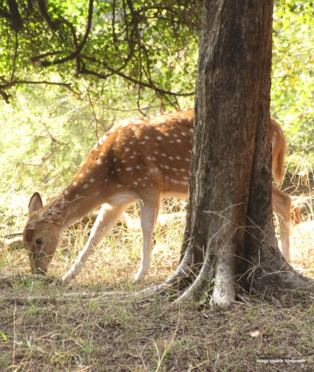 a spotted deer bends down to graze on grass behind a tree