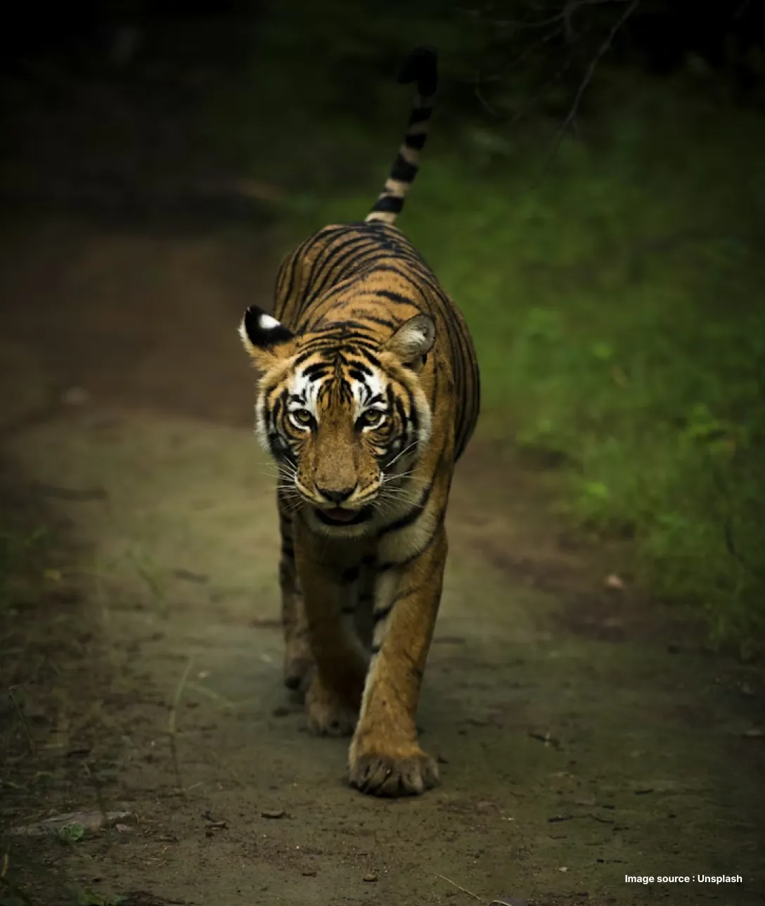 a royal bengal tiger treads ahead in a dark jungle