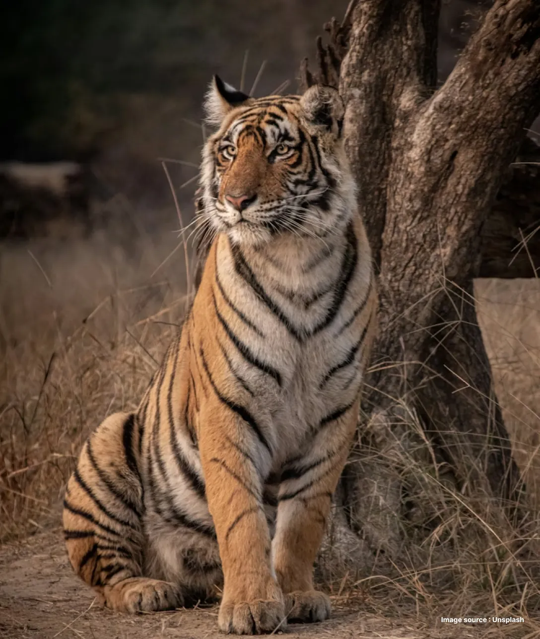 a tiger looks to its side besides a tree, sitting tall