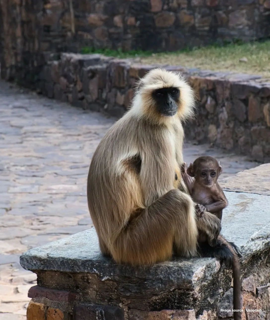 an indian black face macaque sits beside a stone wall with its child
