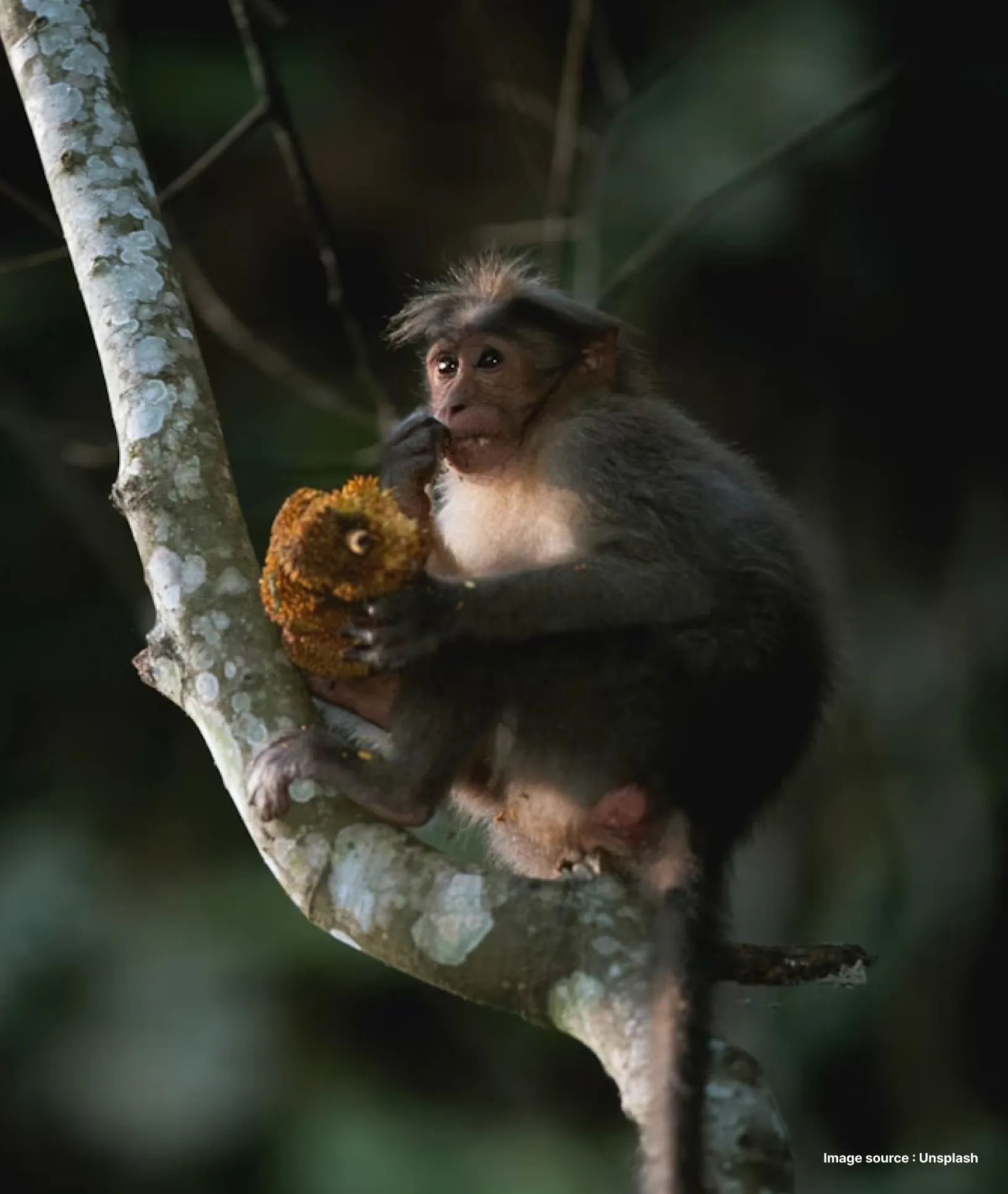 a small monkey holds on to a tree branch a fruit in hand