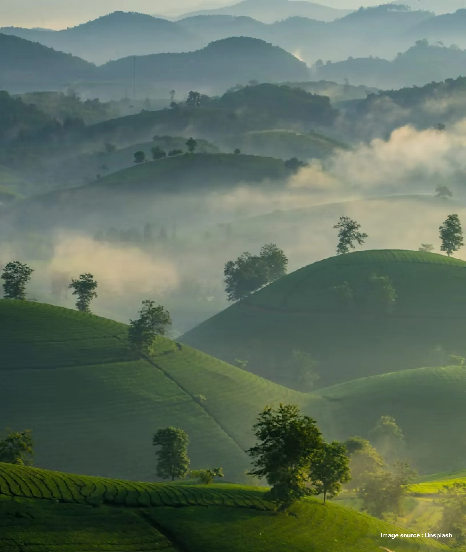 a fascinating shot of munnar's misty rolling green hills stretching far