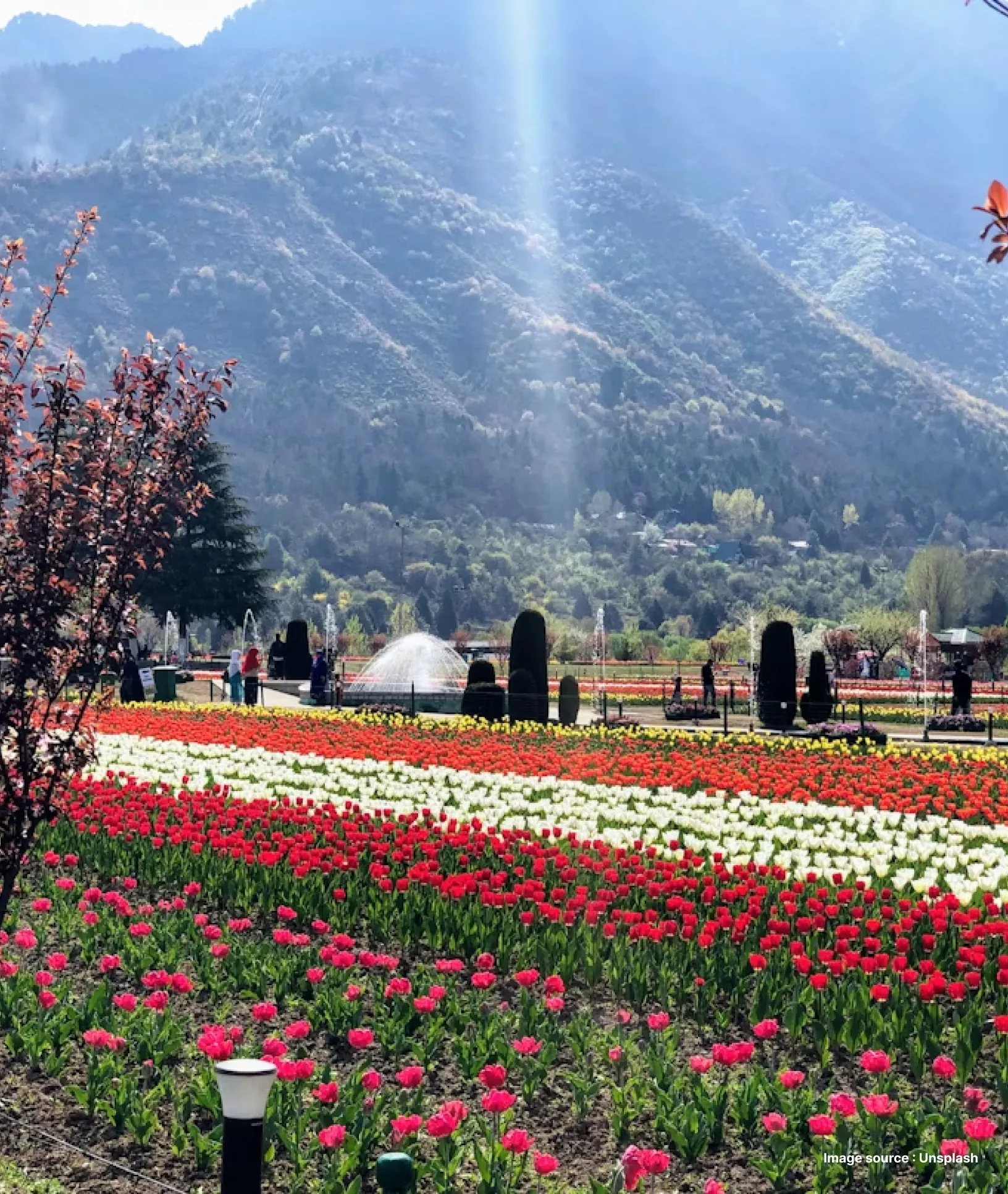 colorful flowers blooming in the gulmarg valley with mountains in the backdrop
