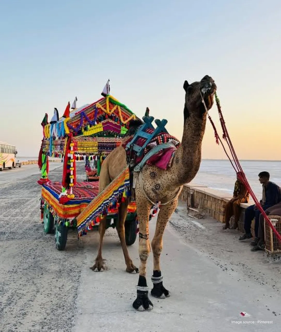 a decorated camel with a pull cart attached at the back standing on white desert at sunset