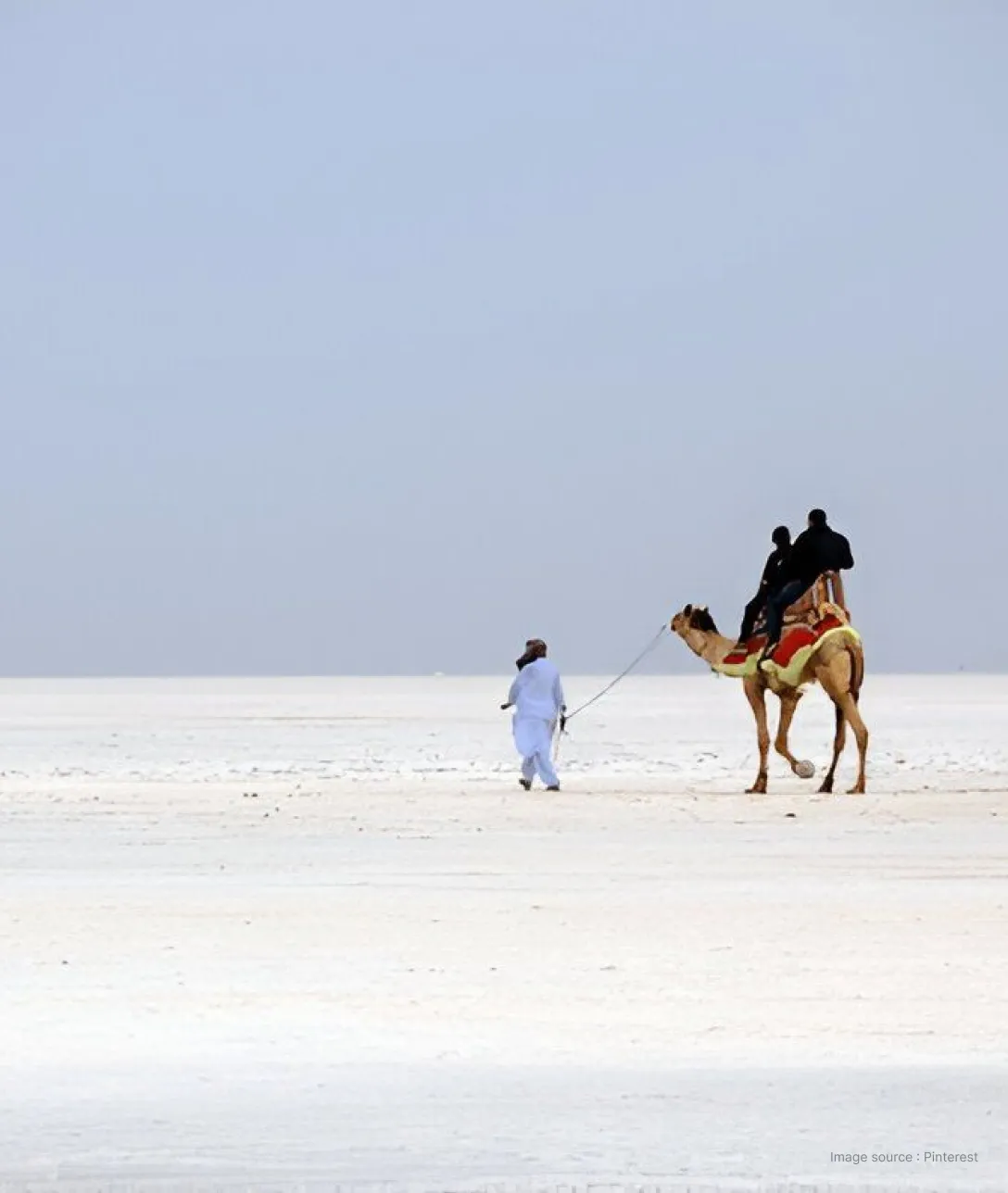 a distant shot of a man guiding a decorated camel ahead in the rann of kutch, a white desert