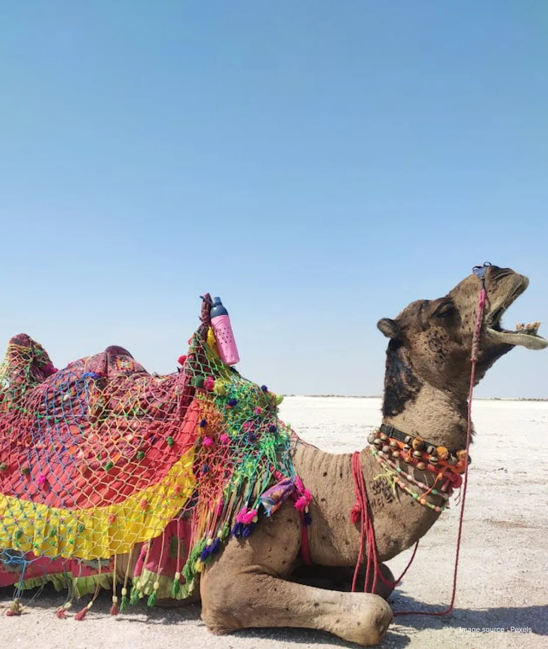 a decorated camel sits on the white desert during the day