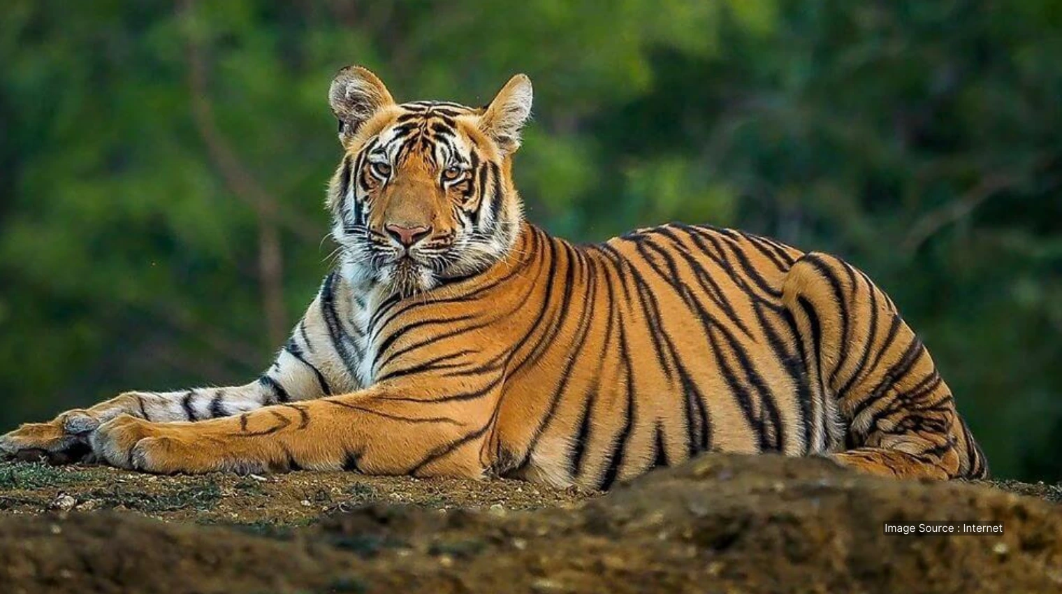 31010 A - Bengal tiger - explore tours