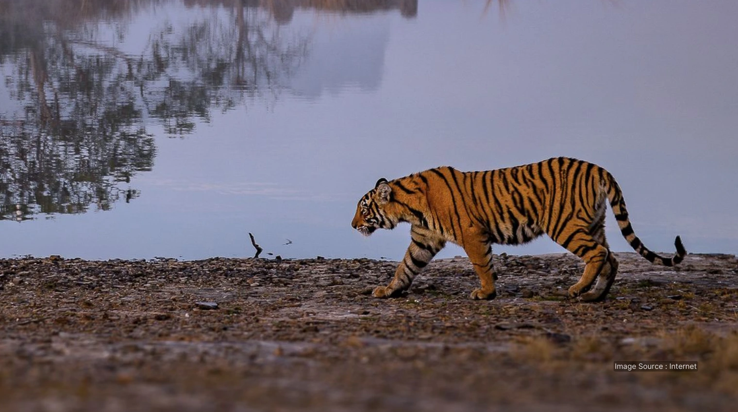 21013 A - Ranthambore - american tourists